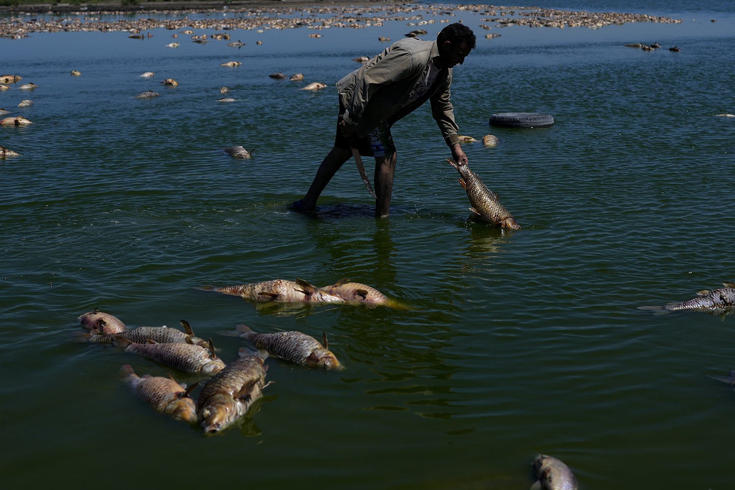  A man searches for fish that are still alive amid dead fish agglomerated on the shore of the Salado River during a drought in Buenos Aires province, Argentina, Jan. 22, 2023. (AP Photo/Natacha Pisarenko) 