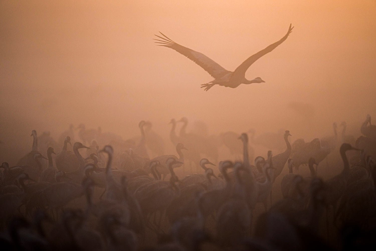  Migrating cranes flock as fog covers the Hula Lake conservation area, north of the Sea of Galilee, in northern Israel, Thursday, Jan. 26, 2023.  (AP Photo/Ariel Schalit) 