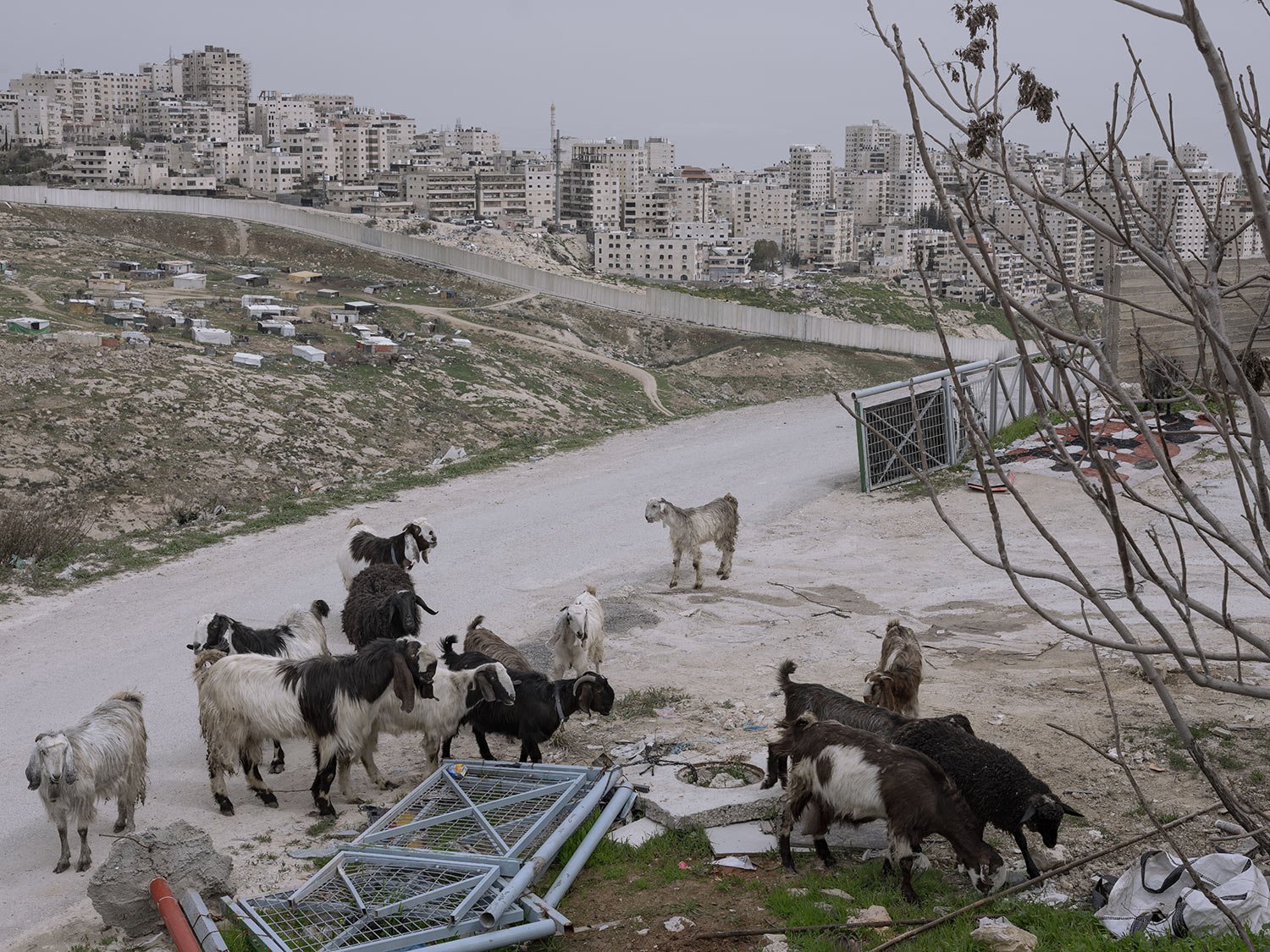  Goats graze in east Jerusalem, backdrop by a section of Israel's separation barrier surrounding the Shuafat refugee camp, March 8, 2022. (AP Photo/Oded Balilty) 