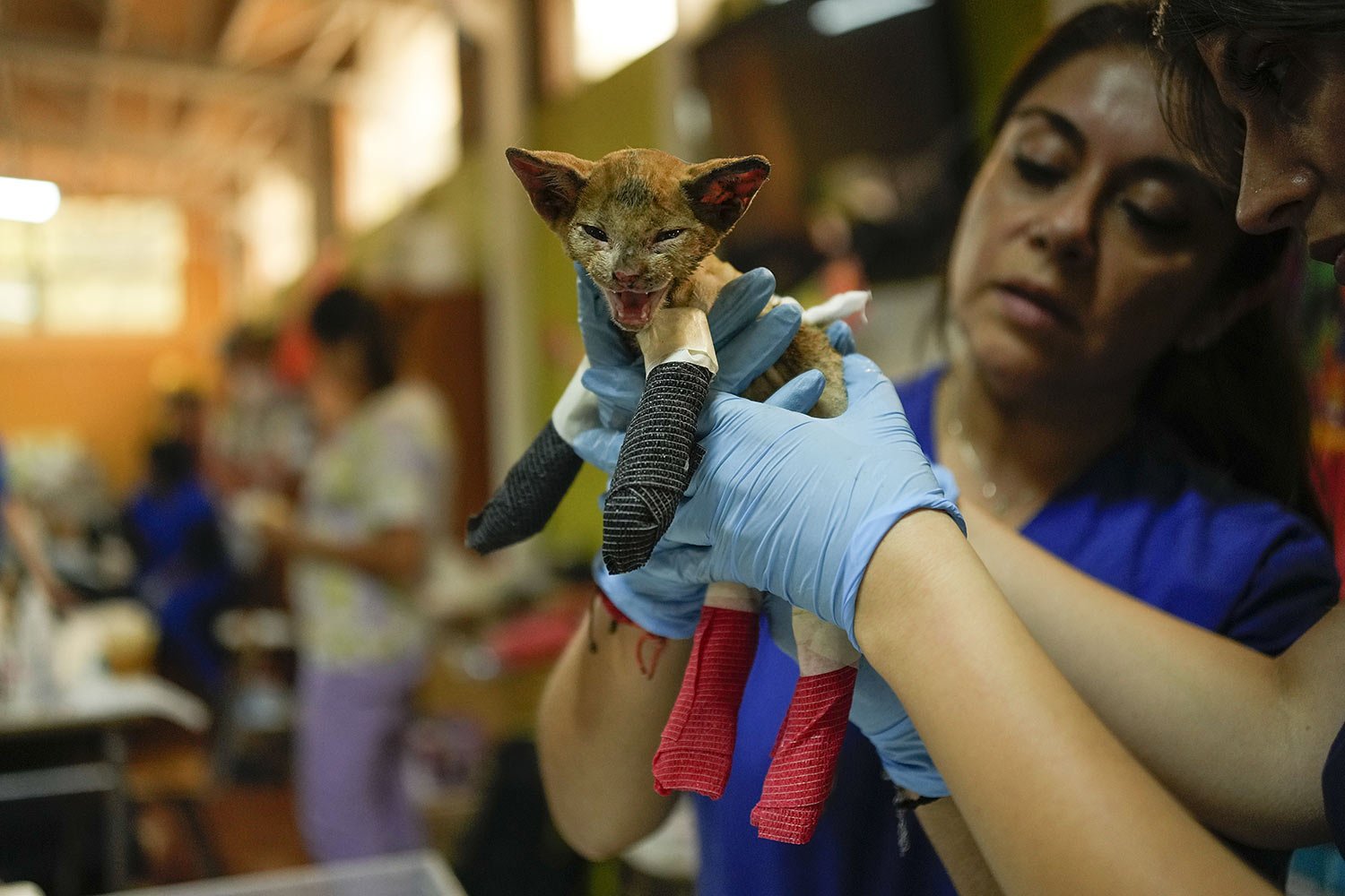  Veterinarians tend to a cat that was burned during a wildfire, at an emergency veterinary care center in Santa Juana, Chile, Sunday, Feb. 5, 2023. Wildfires in southern and central Chile triggered evacuations and the declaration of a state of emerge