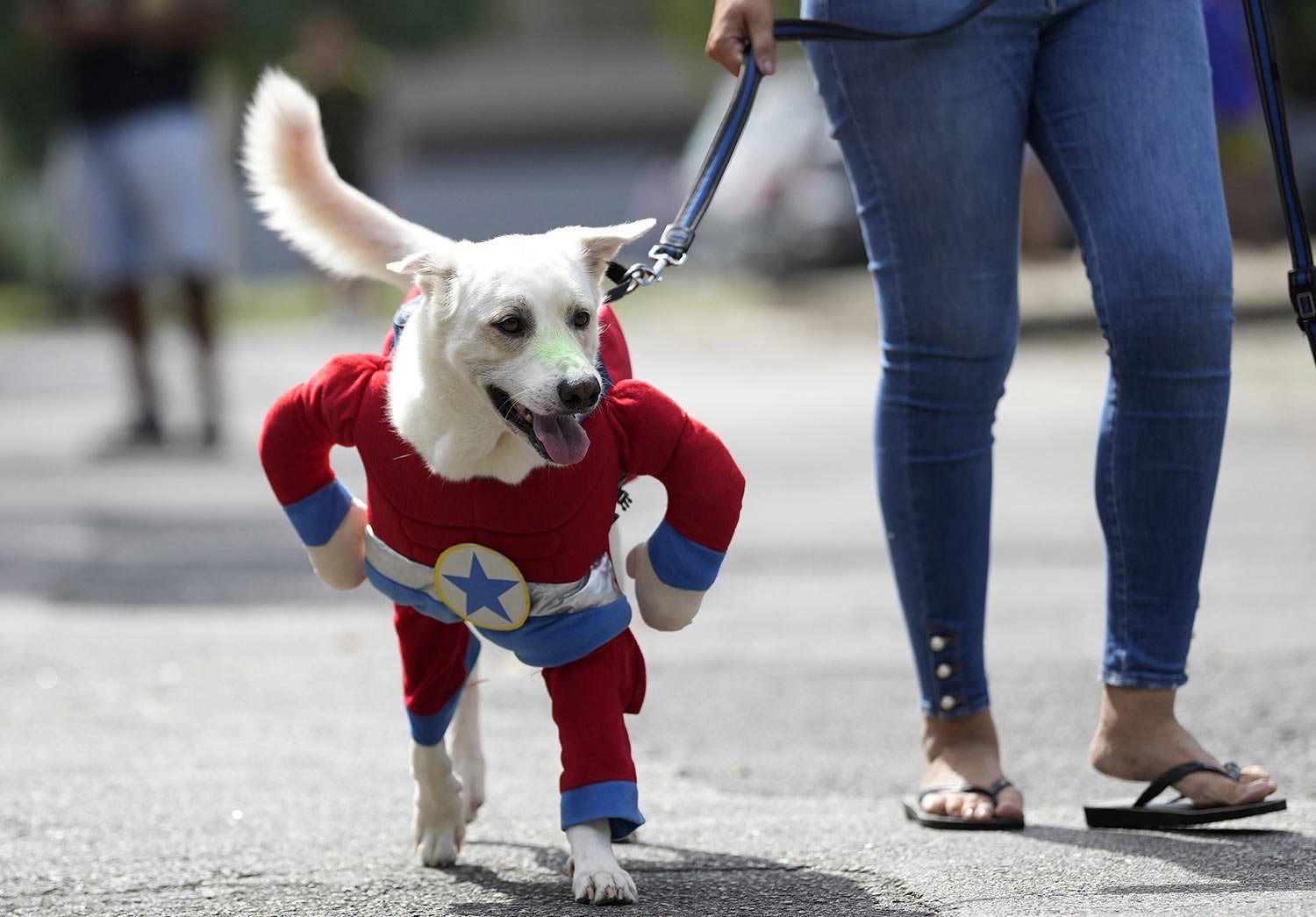  A dog wearing a Captain America costume attends the "Blocao" dog carnival parade in Rio de Janeiro, Brazil, Saturday, Feb. 18, 2023. (AP Photo/Silvia Izquierdo) 