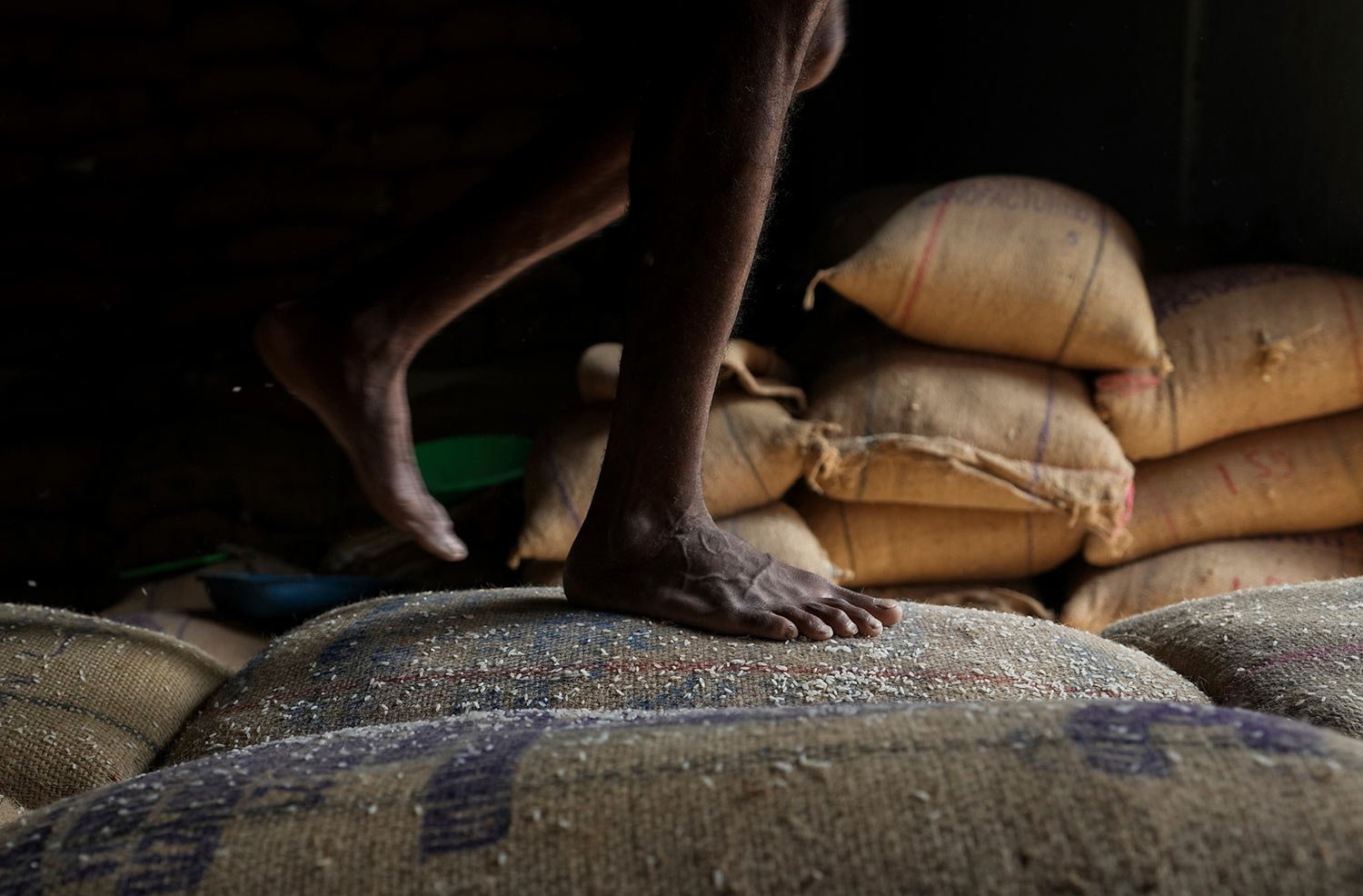  A worker walks on rice bags while unloading them at a warehouse in Hyderabad, India, Wednesday, Feb. 1, 2023.  (AP Photo/Mahesh Kumar A.) 