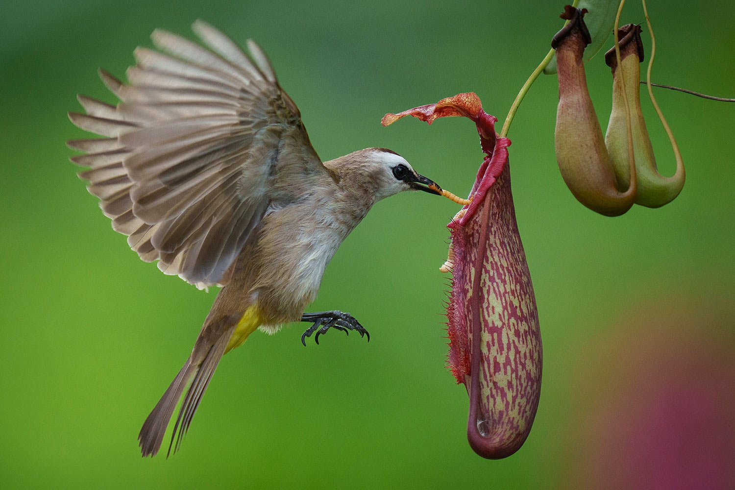 A yellow-vented Bulbul eats a worm from Nepenthes on the outskirts of Melaka town, Malaysia, Tuesday, Feb. 7, 2023. (AP Photo/Vincent Thian) 