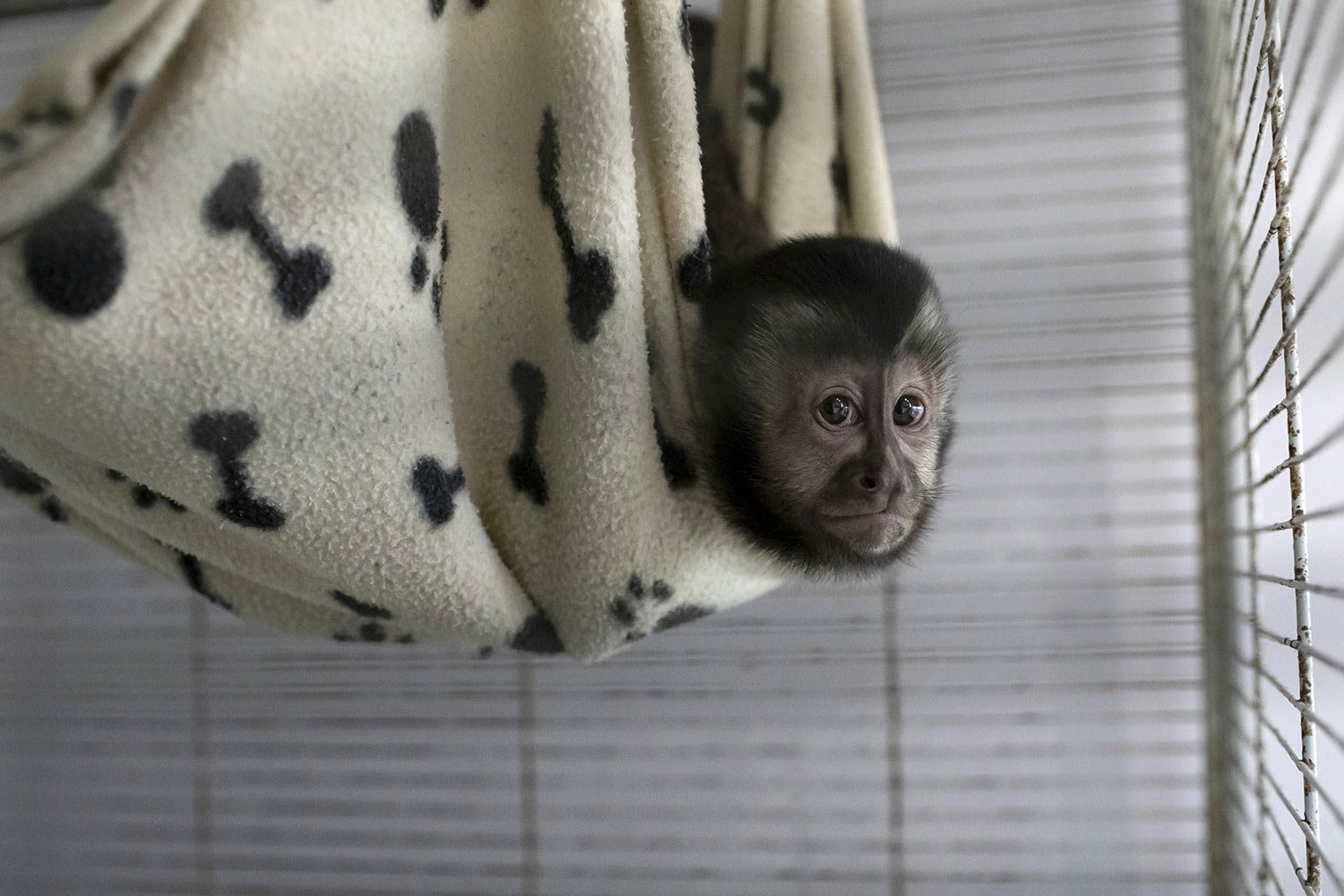  A young capuchin monkey named Marcelinho, whose both arms were amputated due to an electrical discharge on high voltage wires in the city, hangs in a blanket inside a cage at the Free Life Institute, NGO, in Rio de Janeiro, Brazil, March 10, 2023. T