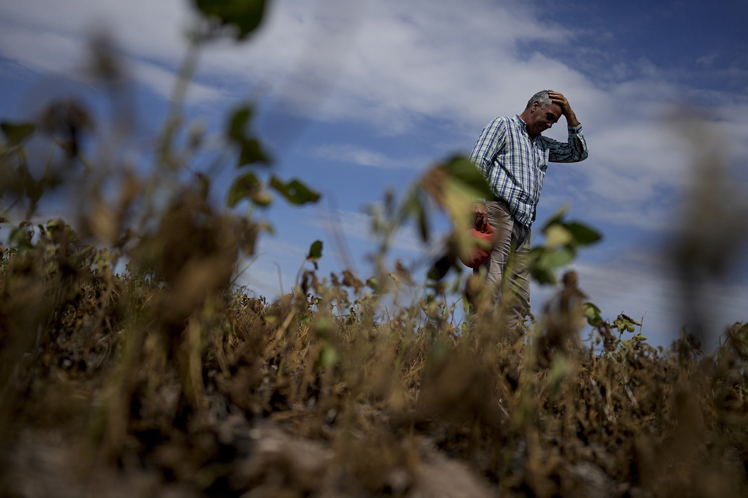  Martin Sturla stands in in his dry soybean field amid a drought in San Antonio de Areco, Argentina, March 20, 2023. Sturla said he lost 85% of his harvest of soybean and corn due to the drought. (AP Photo/Natacha Pisarenko) 