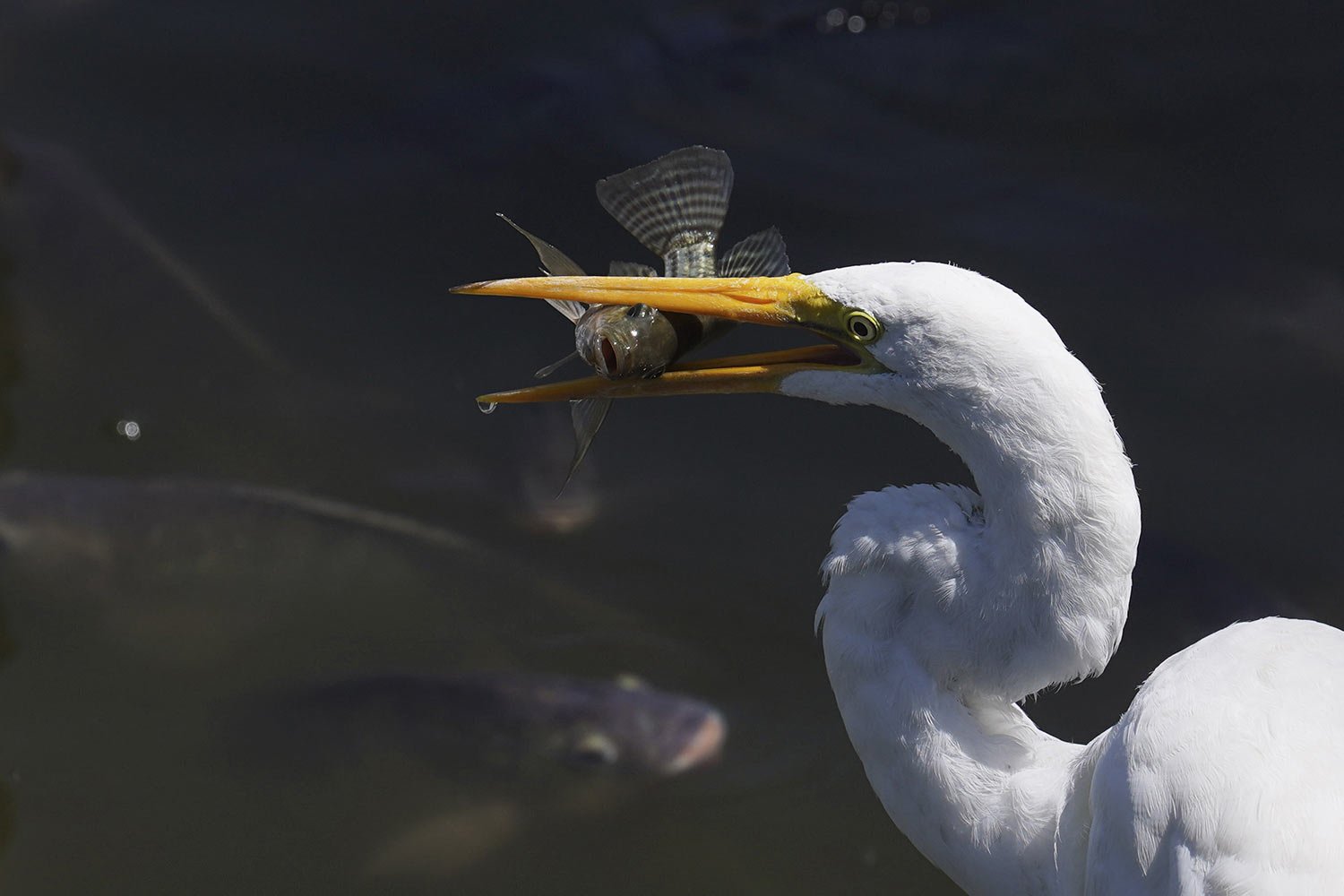  An egret catches a fish at an artificial lake at Chapultepec park in Mexico City, March 4, 2023. (AP Photo/Marco Ugarte) 