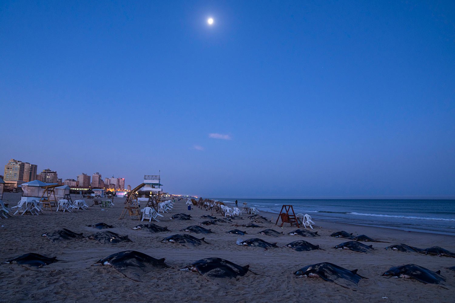  Dozens of manta rays lie on the beach of the Mediterranean Sea in Gaza City, Sunday, March 12, 2023. (AP Photo/Fatima Shbair) 