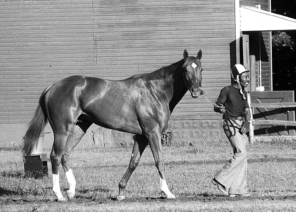  Triple Crown winner Secretariat is led by groom Ed Sweet for a walk and grazing at Belmont Park after winning the Belmont Stakes in Elmont, N.Y., on June 9, 1973.  In capturing the Kentucky Derby, the Preakness Stakes, and the Belmont Stakes, Secret