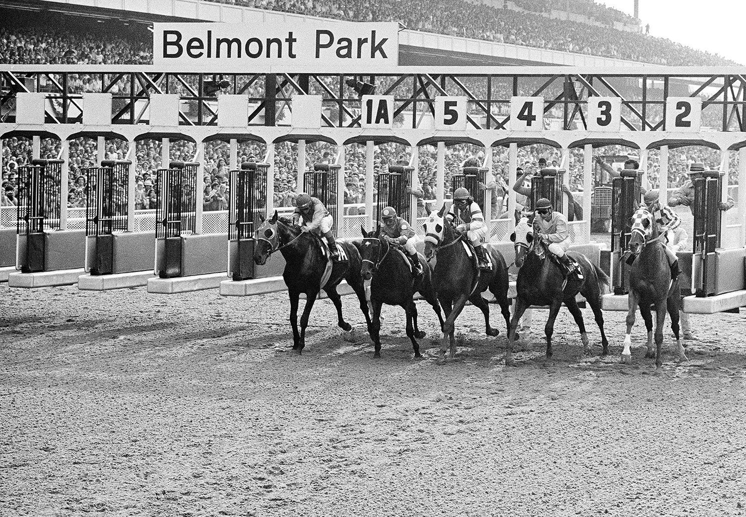  The field horses entered in the Belmont Stakes leave the starting gate in Belmont Park in Elmont, N.Y., June 9, 1973. From left, are, Sham; Twice a Prince; My Gallant; Pvt. Smiles, and Secretariat, who won the race and racing's Triple Crown. Secreta