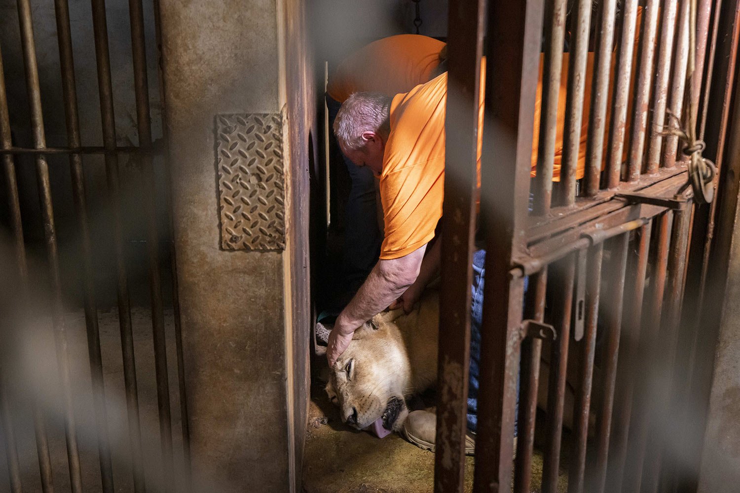  Patrick Craig, from The Wild Animal Sanctuary in Colorado, looks after a sedated lion before its transfer from Puerto Rico's only zoo that is closing in Mayaguez, Puerto Rico, April 28, 2023. The territory's only zoo is closing after years of suspec