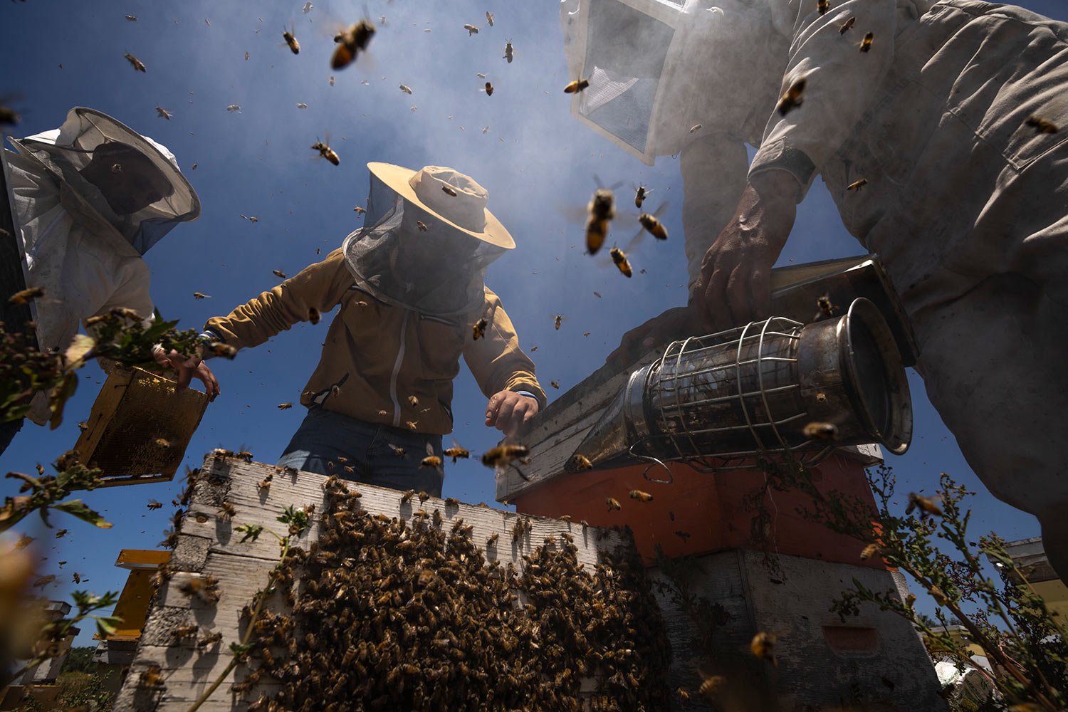  Beekeepers lift honeycombs from a beehive after using smoke to calm the bees, during the honey harvest along the Gaza Strip's border with Israel, in Rafah, southern Gaza Strip, Thursday, April 27, 2023. (AP Photo/Fatima Shbair) 