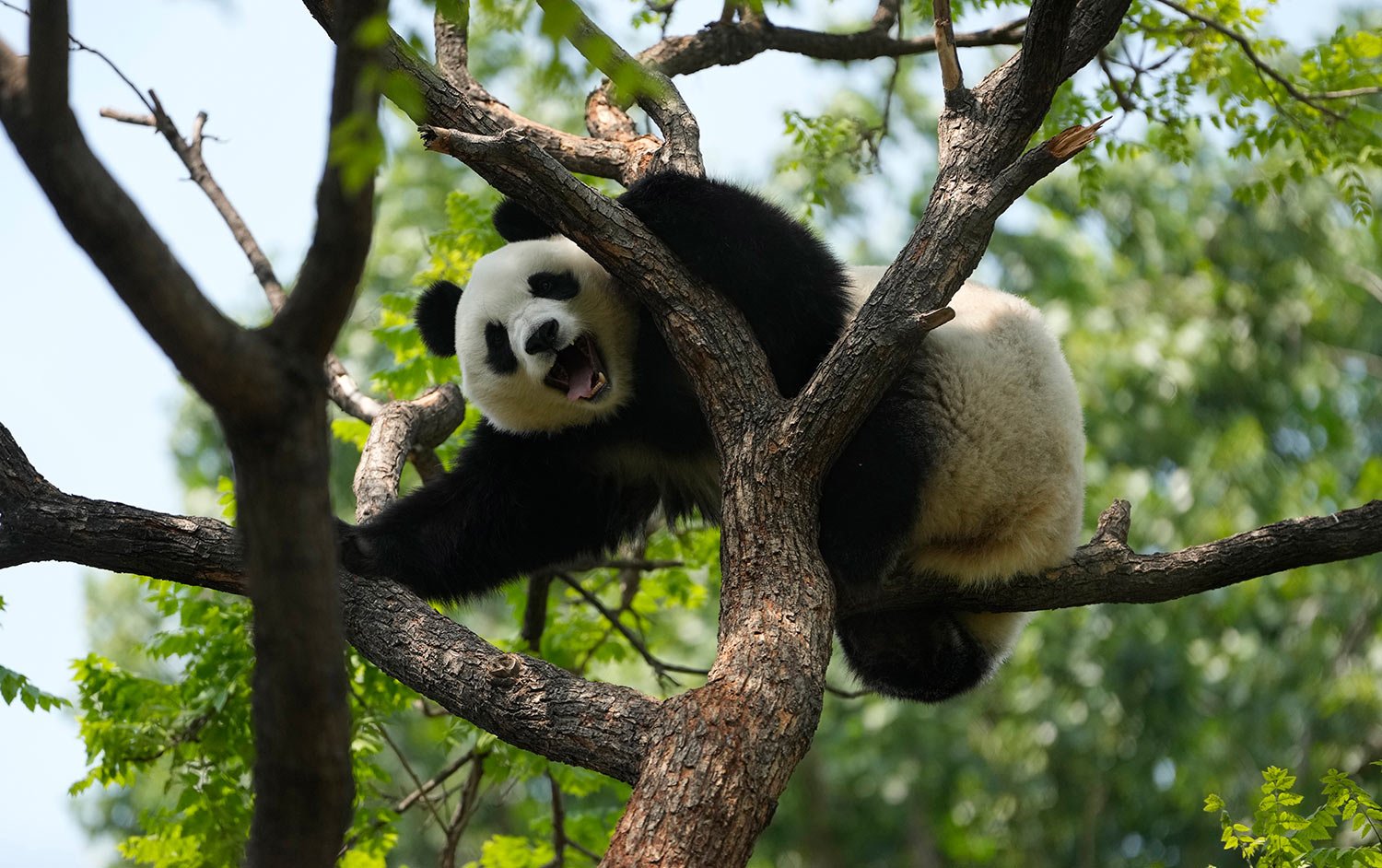  A giant panda reacts to visitors at the zoo on the last day of the May Day holidays in Beijing, Wednesday, May 3, 2023. (AP Photo/Ng Han Guan) 