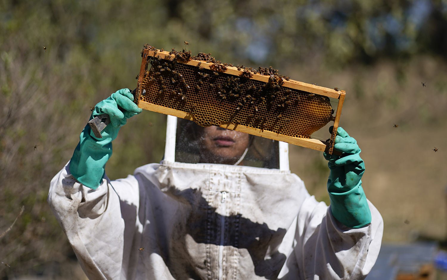 Adriana Veliz searches for the queen bee from the most recent group of bees rescued by the SOS Abeja Negra organization, in Xochimilco, Mexico, June 13, 2023. "We do these rescues because it's a species that's in danger of extinction," said Velíz. (
