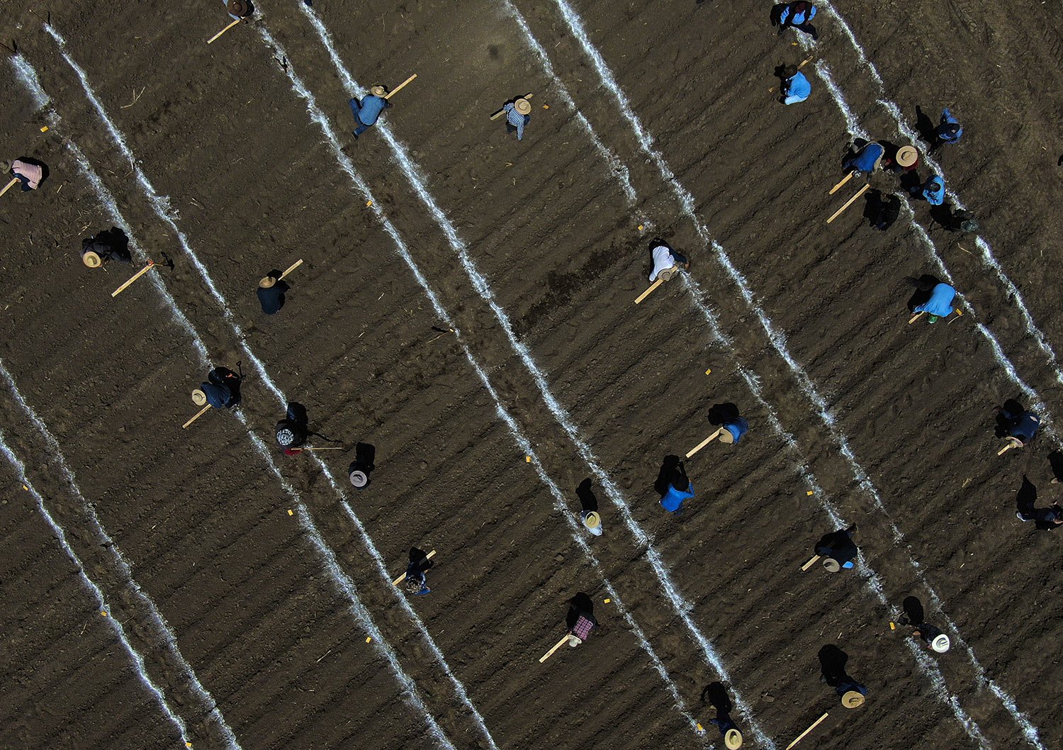  Technicians and researchers sow native corn seeds in a freshly plowed field used as a large, open-air laboratory to study the benefits of native versus hybrid – crossbred — corn varieties, in Apizaco, Mexico, Thursday, May 18, 2023. (AP Photo/Fernan