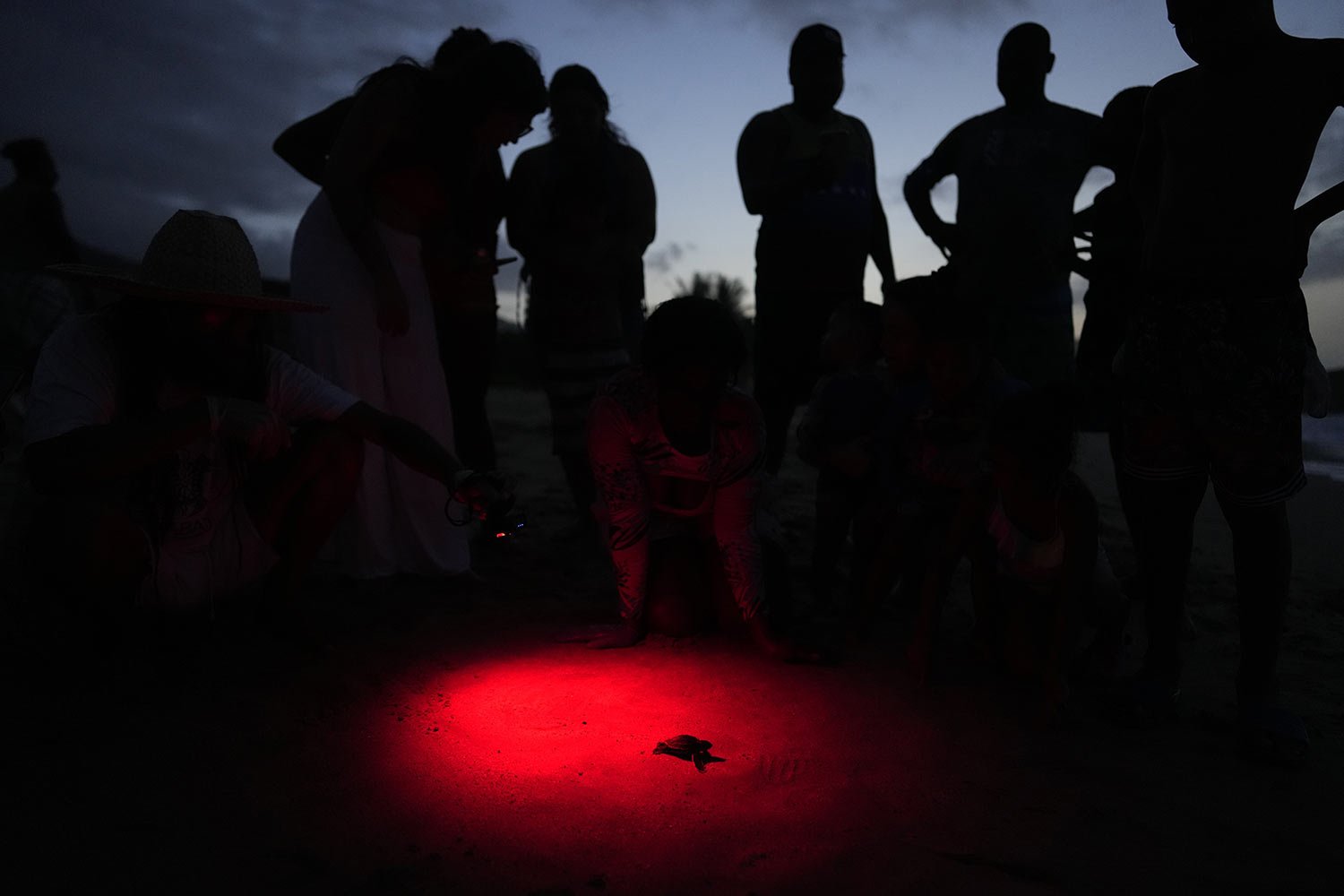  Residents and environmentalists watch a Cardon (Dermochelys coriacea) sea turtle hatchling head to the ocean after being released by conservationists at the beach in La Sabana, Venezuela, Sunday, July 16, 2023. (AP Photo/Ariana Cubillos) 