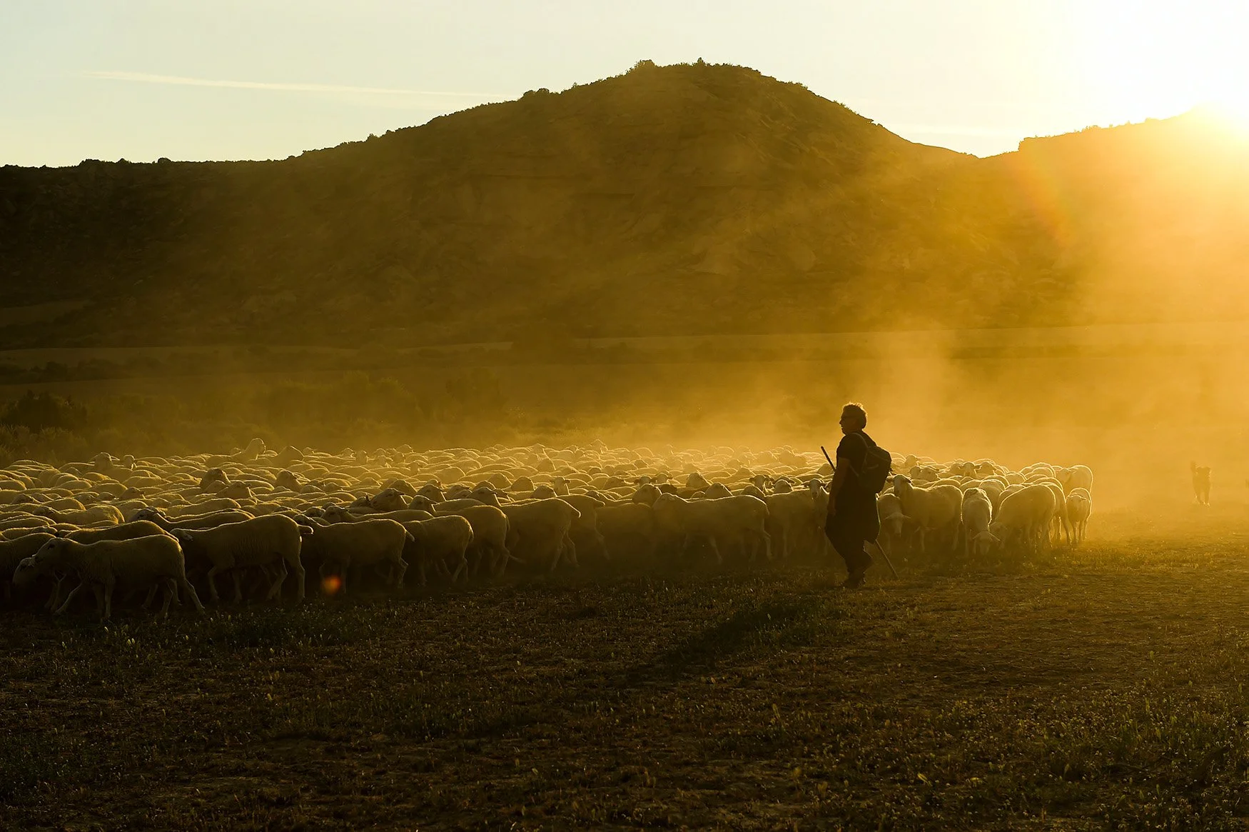 A shepherd keeps up the ancient rite of guiding sheep across northern Spain