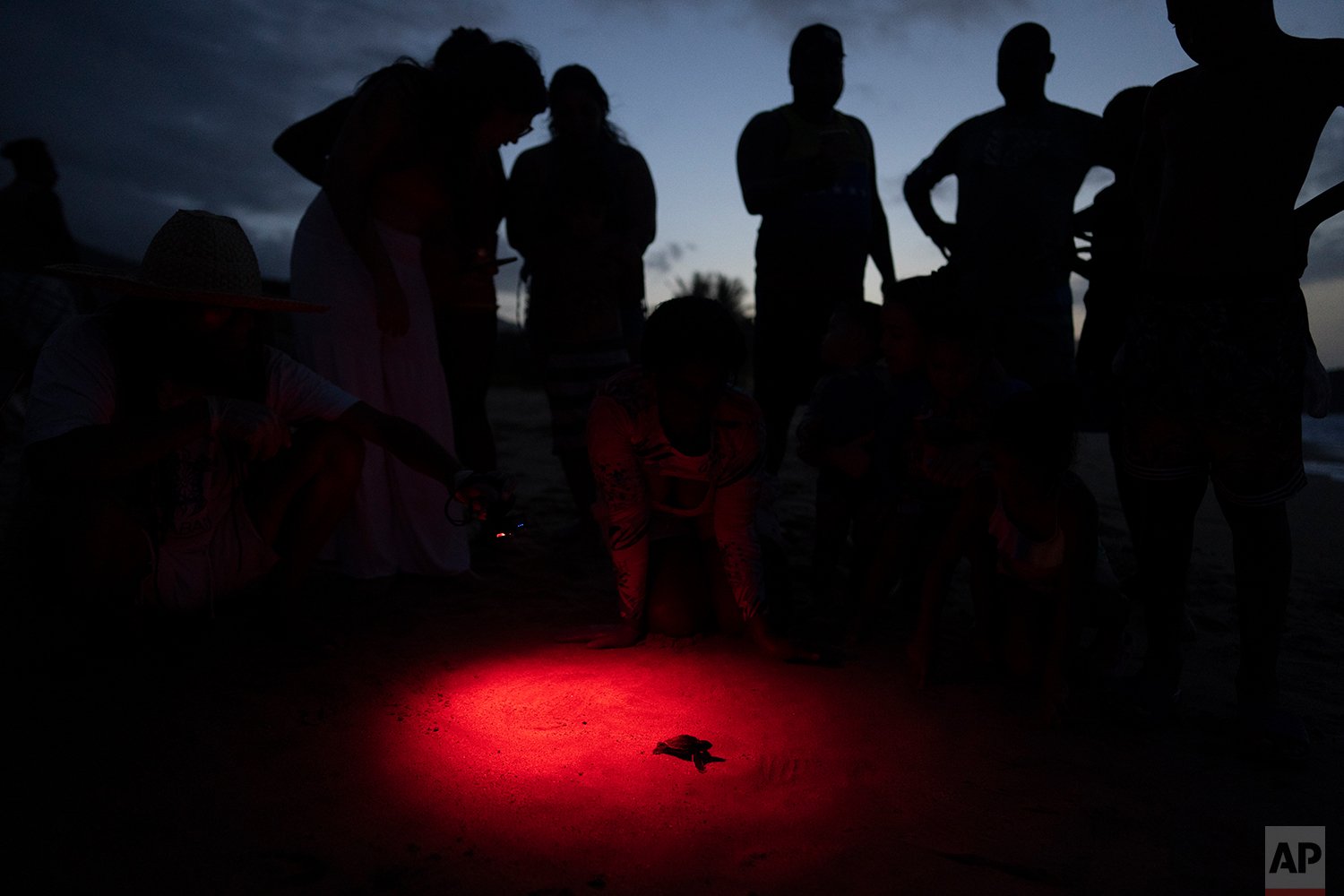 Venezuela Marine Turtles