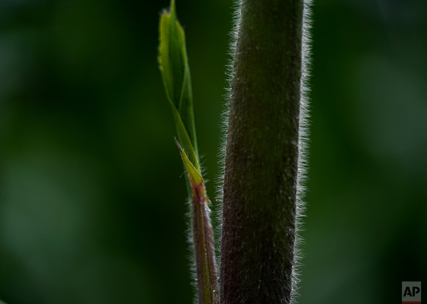 Mexico Native Corn