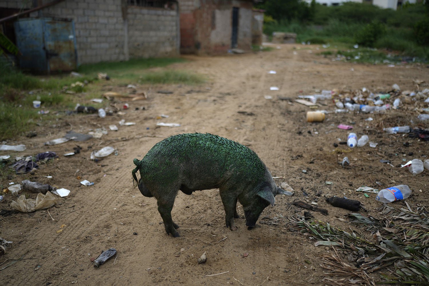  A pig, coated with a thick greenish film that grows on Lake Maracaibo, sniffs the ground while foraging near the lake's shore in Maracaibo, Venezuela, Aug. 10, 2023. The pollution around the lake, one of Latin America's largest, is the result of dec
