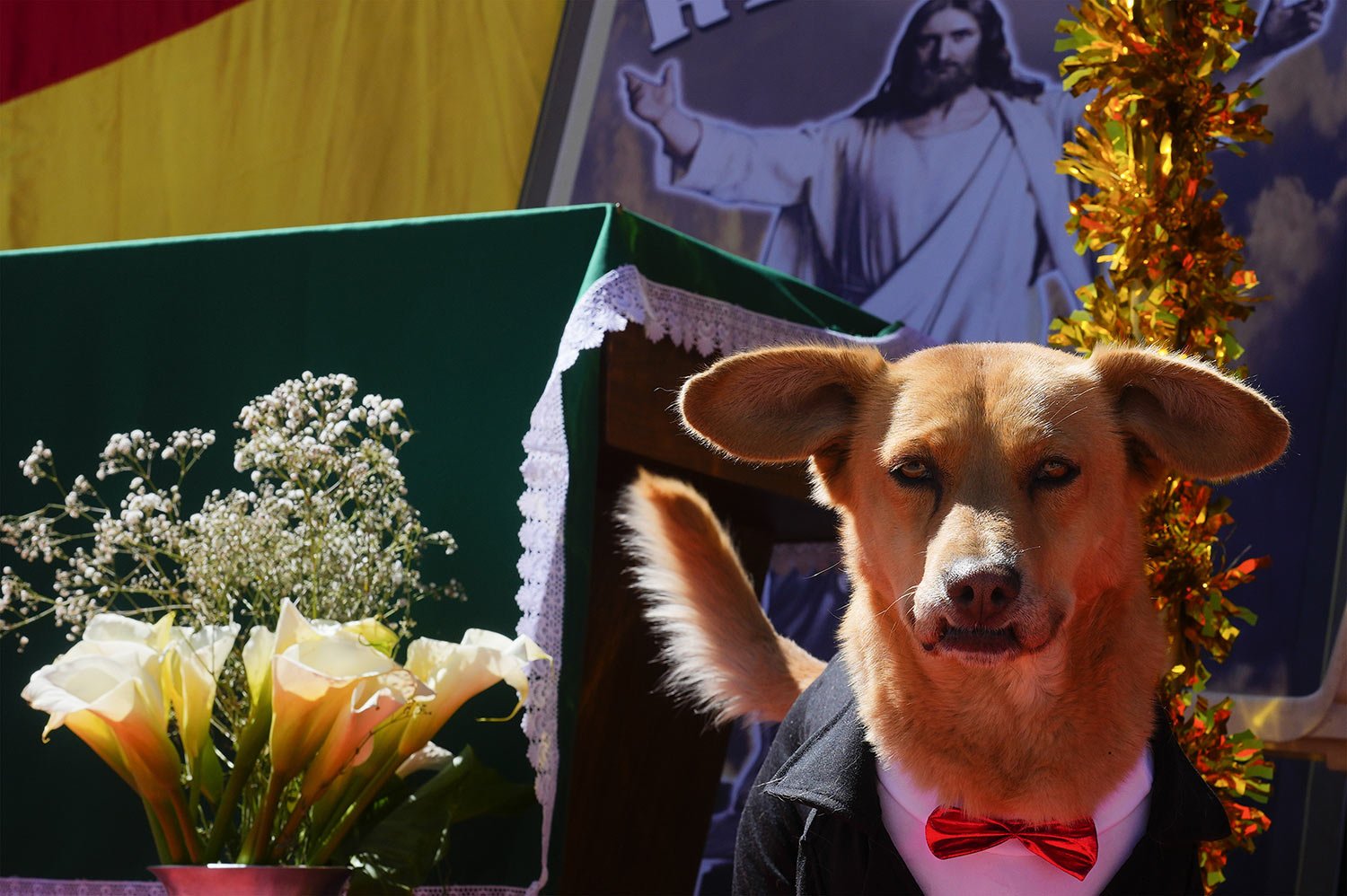  A dog dressed in a tuxedo attends a Mass at the Body of Christ church during celebrations marking the feast day of Saint Roch, recognized as the patron saint of dogs, in El Alto, Bolivia, Aug. 16, 2023. (AP Photo/Juan Karita) 