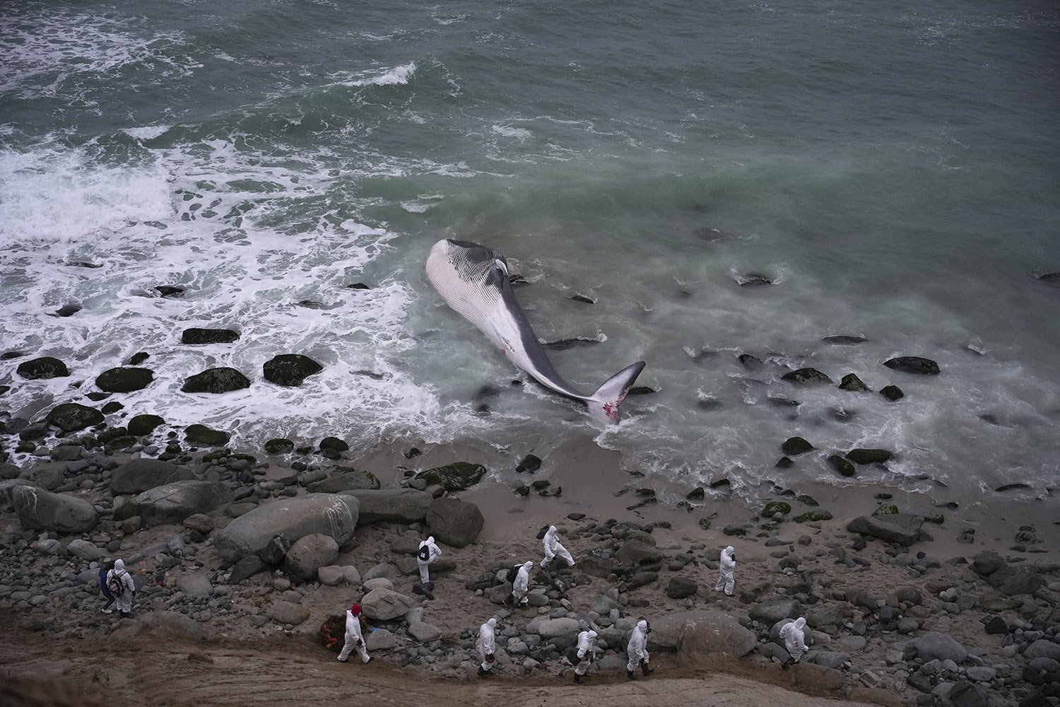  Municipal workers stand by a dead whale that washed up on the Punta Hermosa beach in Lima, Peru, Aug. 17, 2023. (AP Photo/Guadalupe Pardo) 