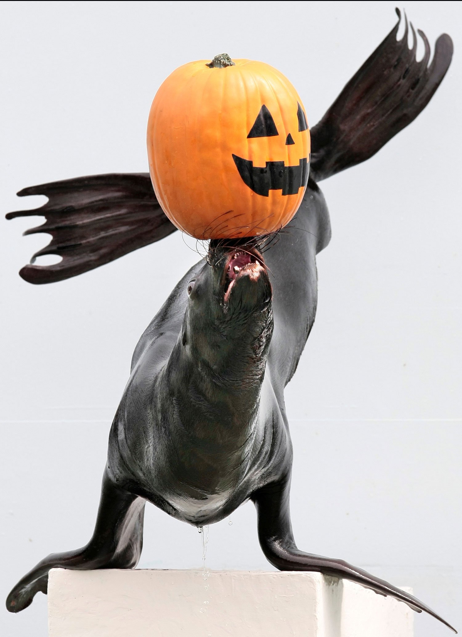  14-year-old female sea lion Cookie controls a plastic pumpkin during a show at the Shinagawa Aquarium in Tokyo, Japan, Sunday, Oct. 5, 2008. The routine attraction was modified ahead of Halloween. (AP Photo/Itsuo Inouye) 