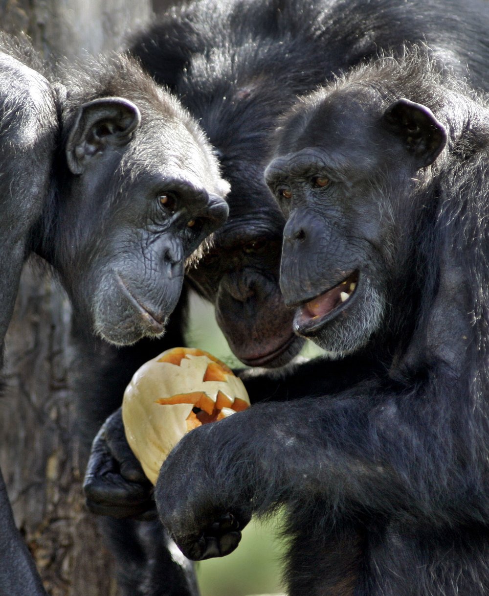  Chimpanzee play with a pumpkin with a Halloween face carved on it at Sydney's Taronga Zoo, Monday, Oct. 31, 2005. The zoo's Behavioral Biologist Margaret Hawkins carved the pumpkins under a program to introduce new foods and scents to exhibits to st