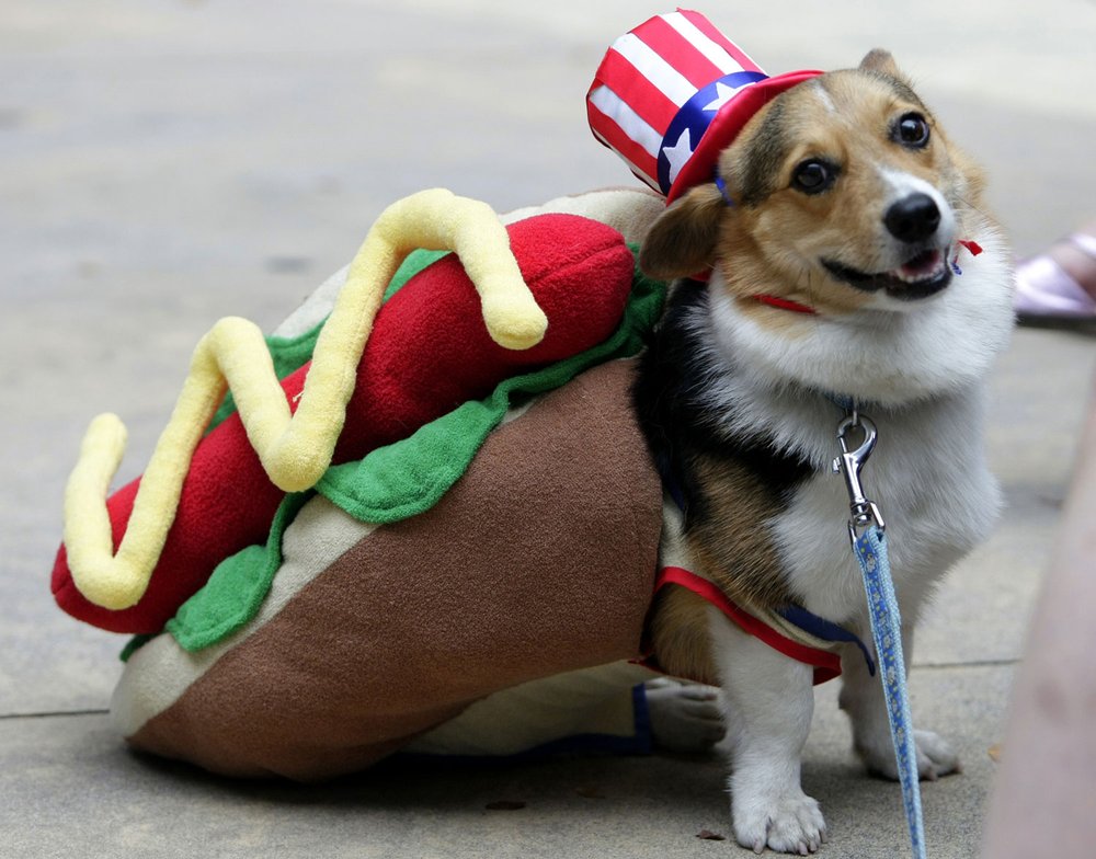  Welsh Corgi poses for a snapshot during the Halloween dog costume contest at the annual Kawasaki Halloween 2008 festival in Kawasaki, Japan, Sunday, Oct. 19, 2008. (AP Photo/Shizuo Kambayashi) 