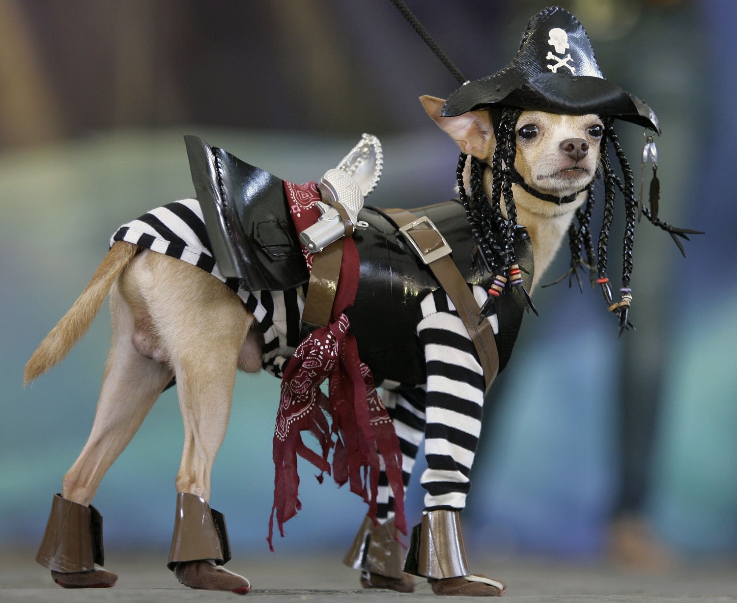  Mondex, a Chihuahua, wears a pirate costume during a Halloween dog show for the benefit of an animal welfare organization in Manila, Philippines, Sunday, Oct. 26, 2008. Mondex won the Creative Costume award. (AP Photo/Aaron Favila) 