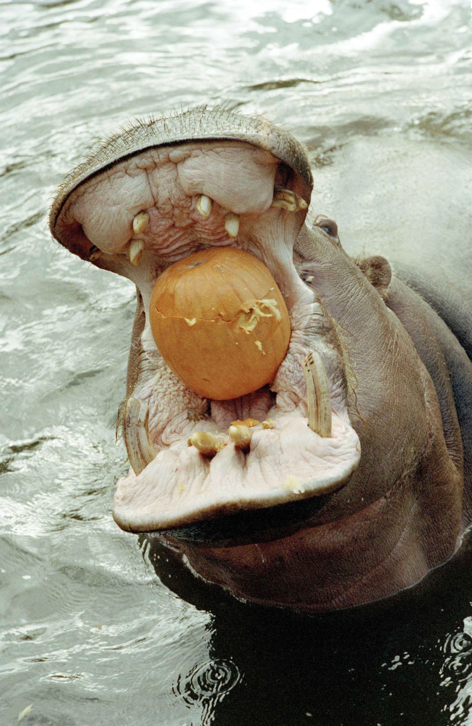  Gertrude, a two-ton hippopotamus at Woodland Park Zoo in Seattle, Wash., enjoys a Halloween snack of fresh pumpkin, Oct. 31, 1990. In addition to hippos, the zoo fed pumpkins to elephants and gorillas as a Halloween snack. (AP Photo/Jim Davidson) 