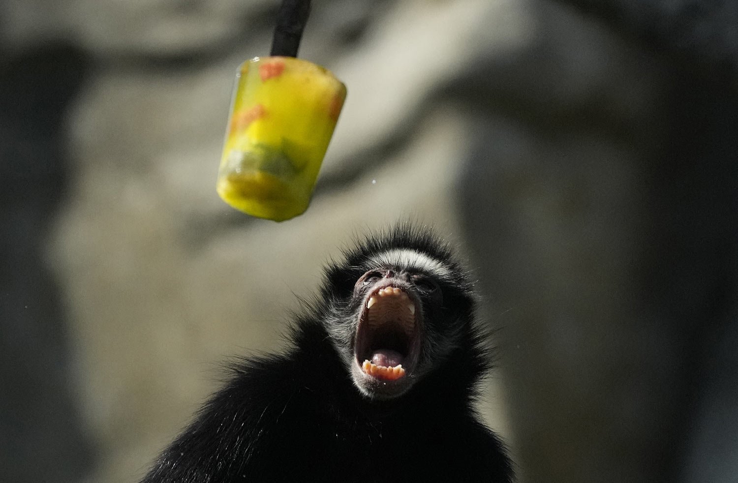  A spider monkey opens its mouth as frozen fruit is served at the BioParque do Rio amid a heat wave in Rio de Janeiro, Brazil, Sept. 22, 2023. (AP Photo/Silvia Izquierdo) 