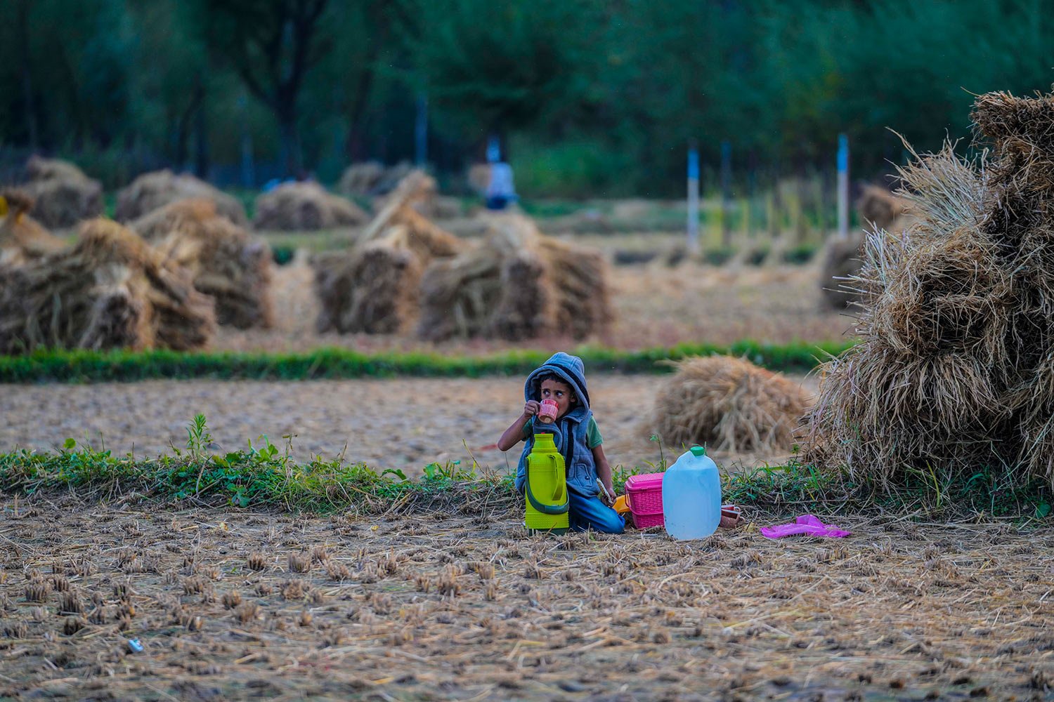  A Kashmiri boy sips tea as his farmer parents work in a paddy field on the outskirts of Srinagar, Indian controlled Kashmir, Sunday, Oct 8, 2023. (AP Photo/Mukhtar Khan) 