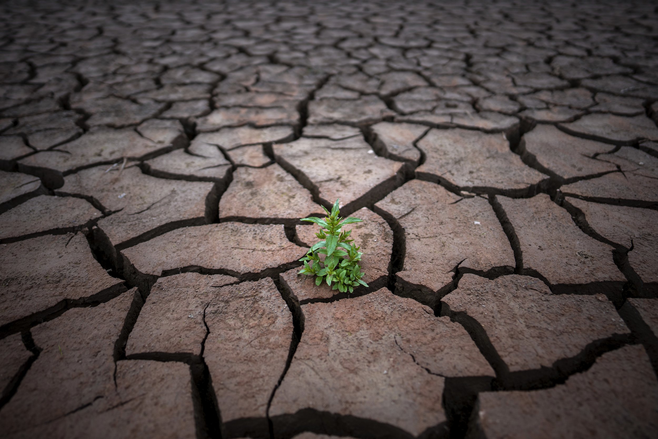  A small plant manages to grow on the cracked earth of the Sau reservoir, where the water level has dropped, about 100 km (62 miles) north of Barcelona, Spain, on April 18, 2023. (AP Photo/Emilio Morenatti) 