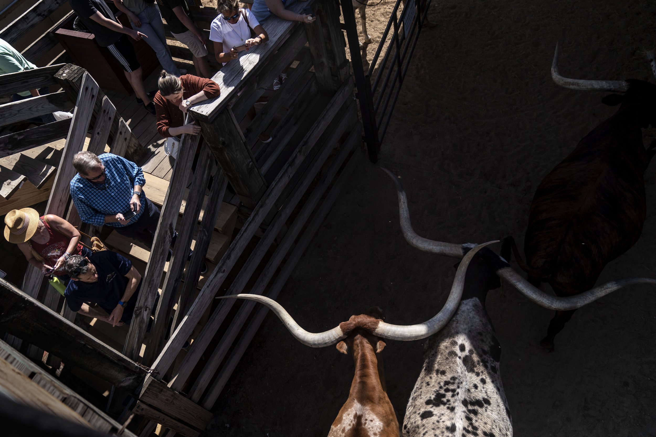  Longhorn cattle are returned to their pen at the end of the world's only twice daily cattle drive in historic Forth Worth, Texas, on April 21, 2023. Since the early 1600s, ranchers raising cattle have cemented the image of longhorn steers, rugged co