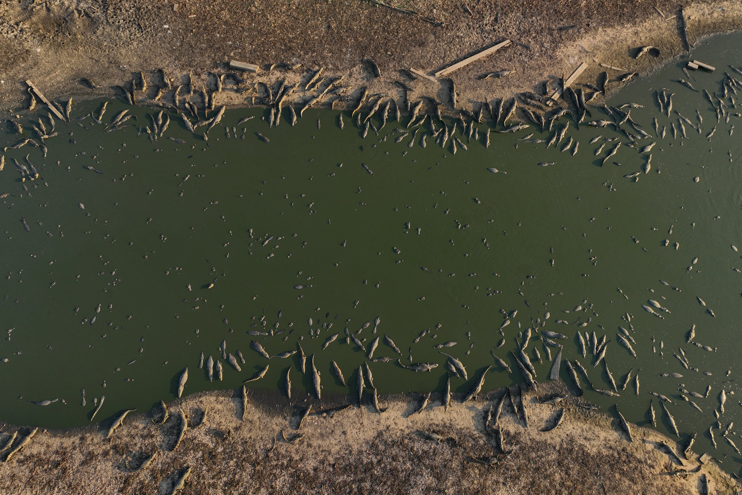  A group of caimans sit on the banks of the almost dried-up Bento Gomes River in the Pantanal wetlands near Pocone, Mato Grosso state, Brazil, on Nov. 15, 2023. (AP Photo/Andre Penner) 