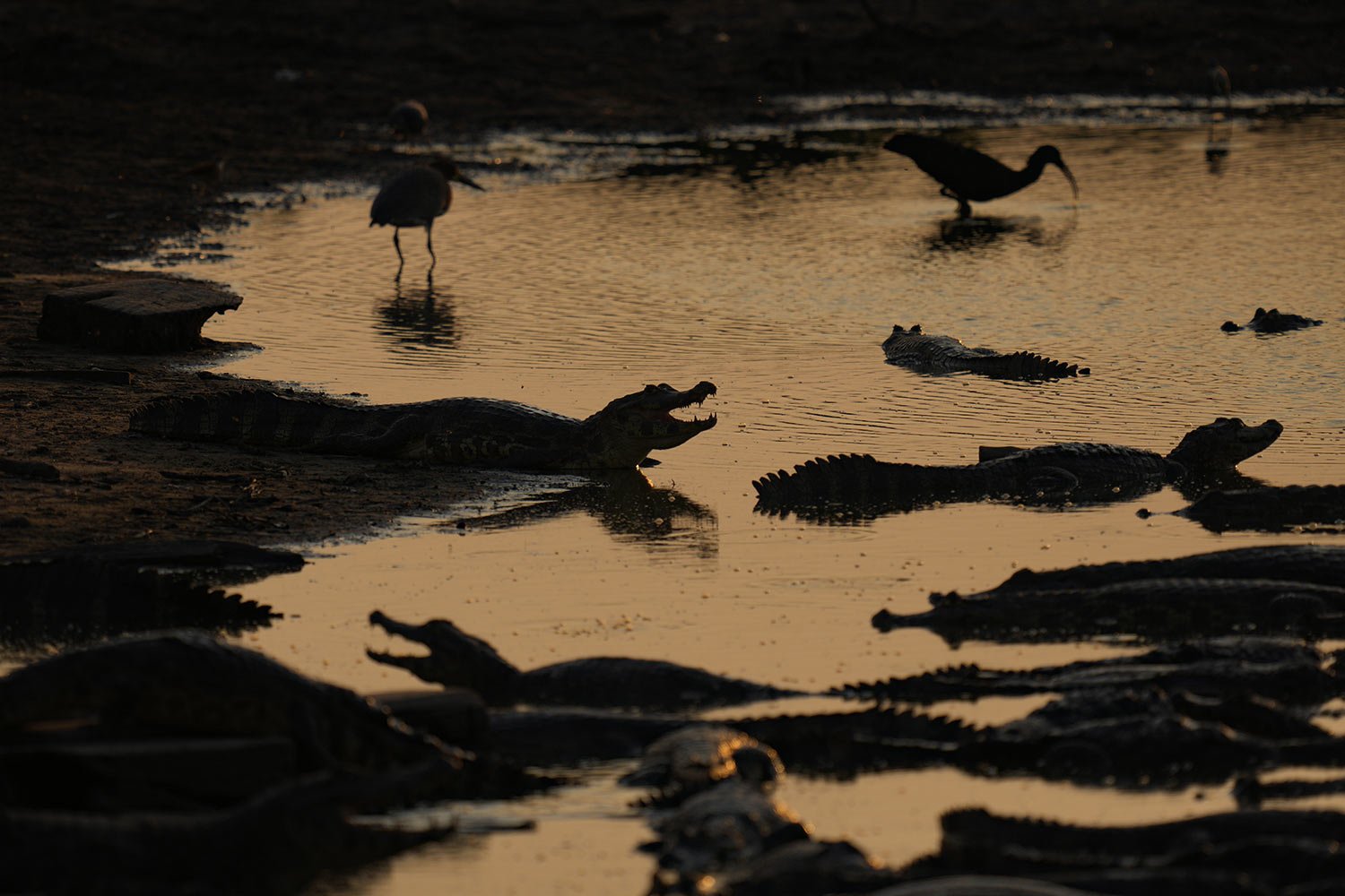  A group of caimans sit on the banks of the almost dried-up Bento Gomes River in the Pantanal wetlands near Pocone, Mato Grosso state, Brazil, Nov. 15, 2023. Amid the high heat, wildfires are burning widely in the Pantanal biome, the world's biggest 