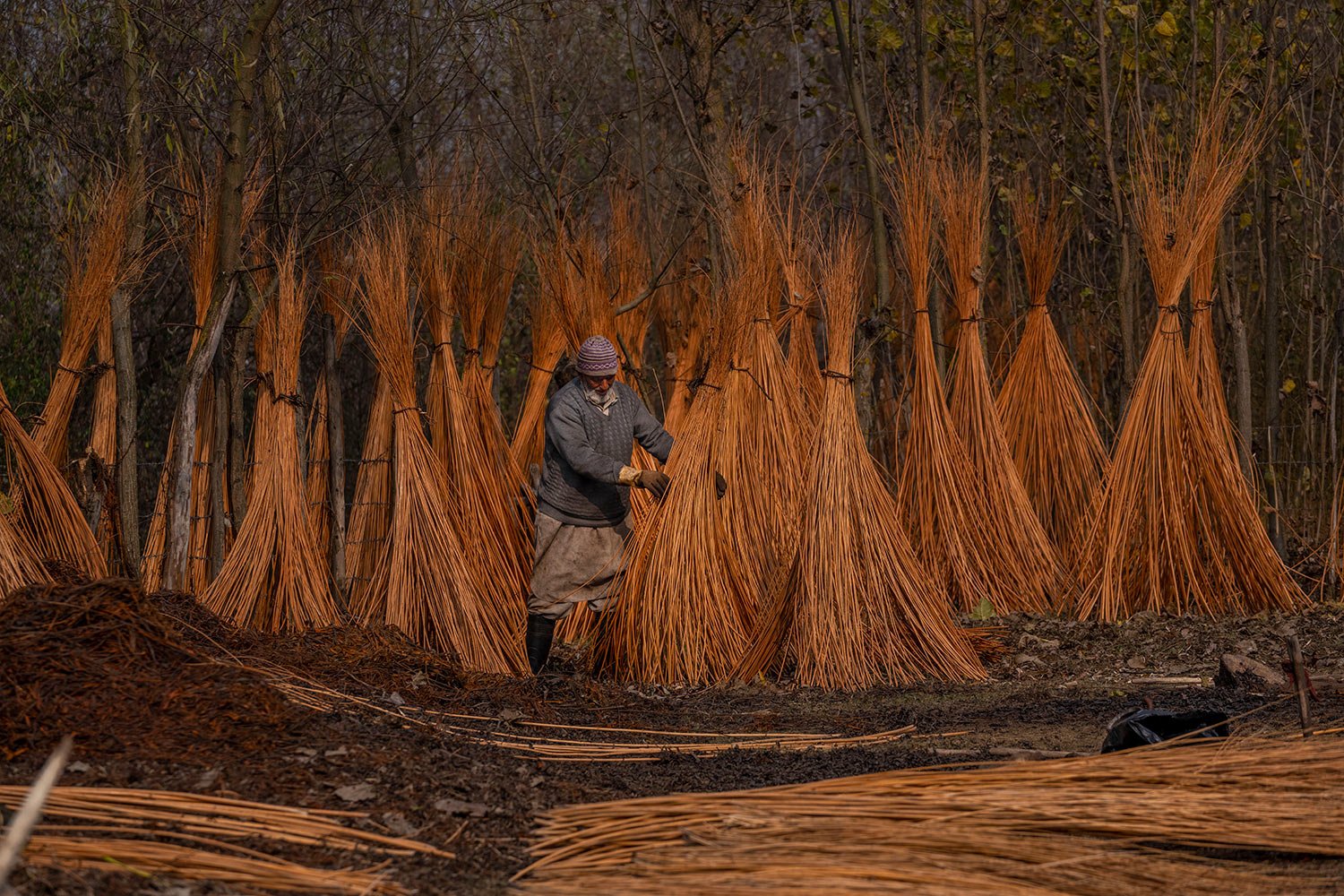  A Kashmiri villager inspects wicker sticks left for drying after peeling the cover on the outskirts of Srinagar, Indian controlled Kashmir, Thursday, Nov. 16, 2023.  (AP Photo/Dar Yasin) 