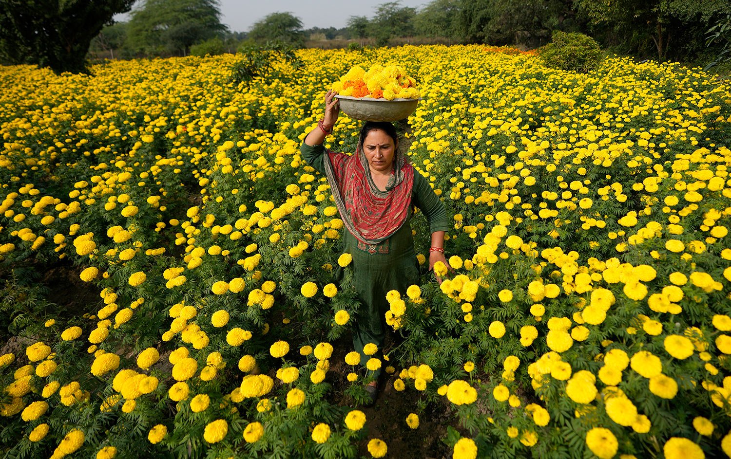  A woman collects marigold flowers to be used for rituals and decorations ahead of the Diwali Festival on the outskirts of Jammu, India, Thursday, Nov. 9, 2023. (AP Photo/Channi Anand) 