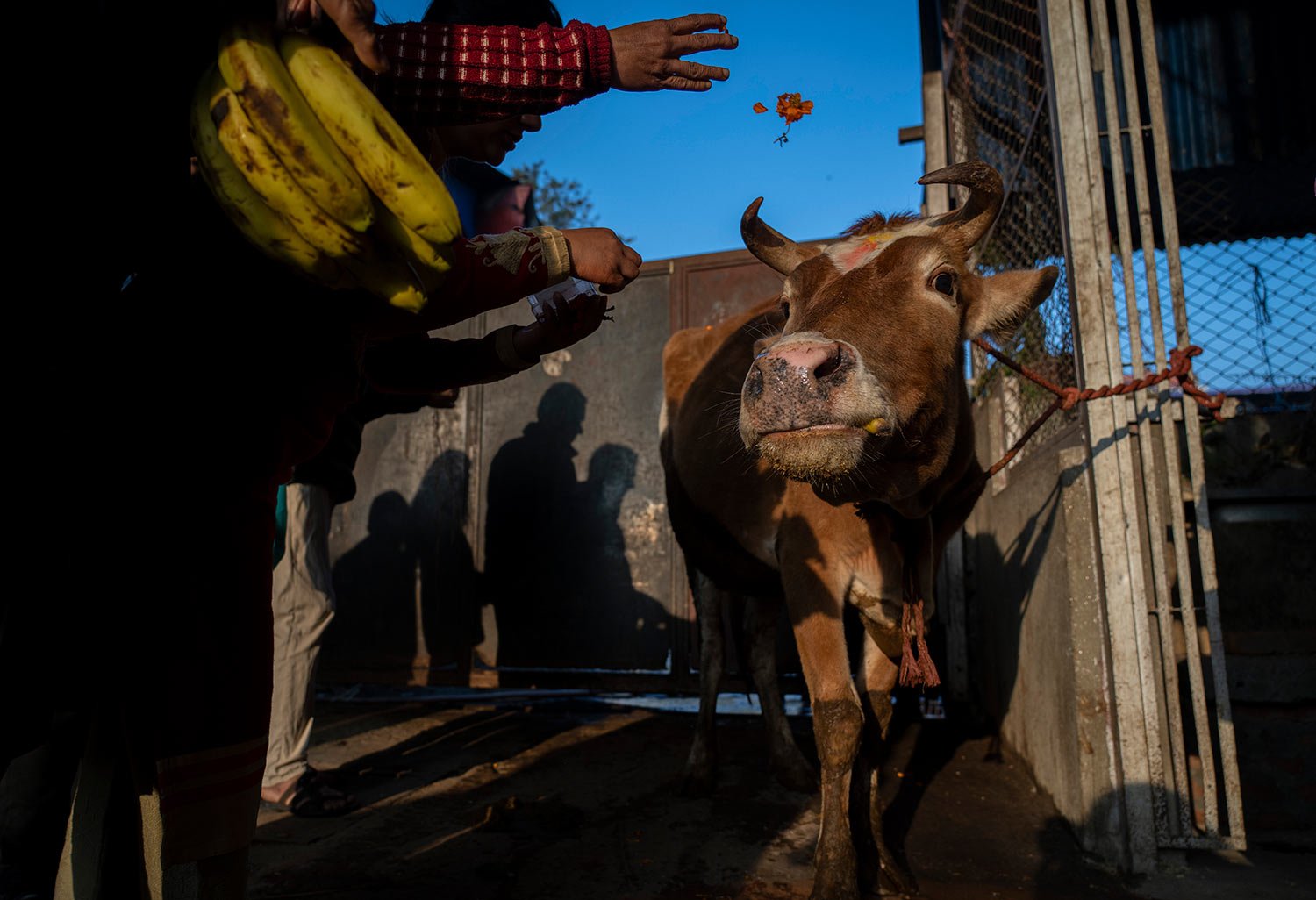  Devotees perform rituals at a center where abandoned cows and bulls are sheltered as they worship cows during Gai Tihar, or cow festival, in Kathmandu, Nepal, Monday, Nov. 13, 2023.  (AP Photo/Niranjan Shrestha) 