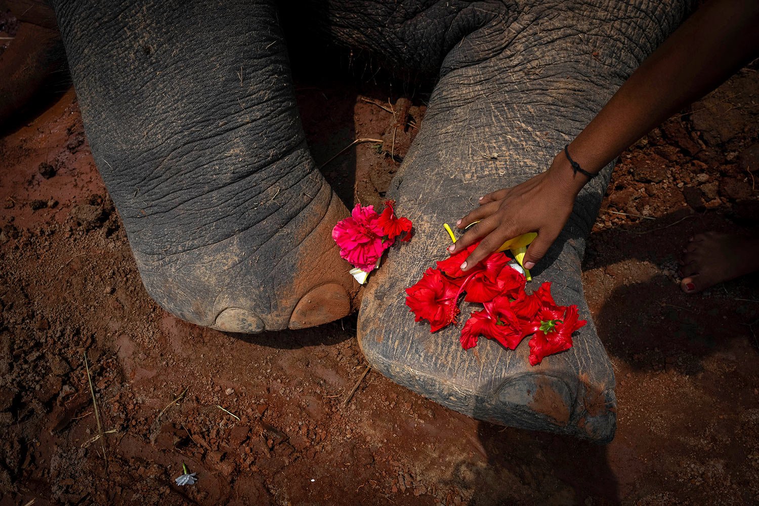  A village girl places flowers on the feet of a wild elephant that succumbed to injuries after being hit by a speeding train at Kurkria village, outskirts of Guwahati, India, Thursday, Aug 10, 2023. (AP Photo/Anupam Nath) 