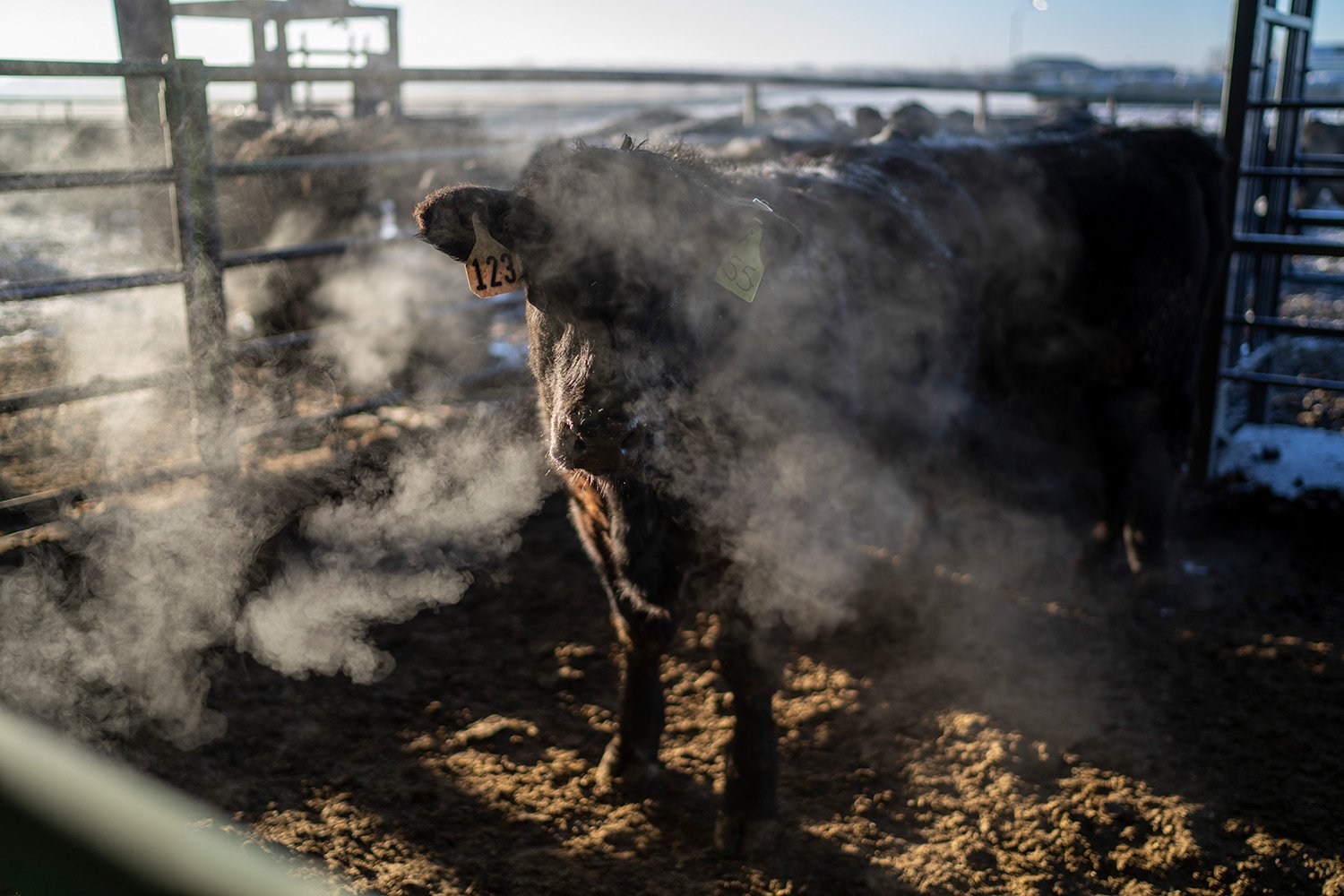  As the sun rises, a cow’s warm breath is lit up in the cold morning air at Colorado State University’s research pens in Fort Collins, Colo., Thursday, March 9, 2023. No food is harder on the environment than beef. Some researchers and a growing numb