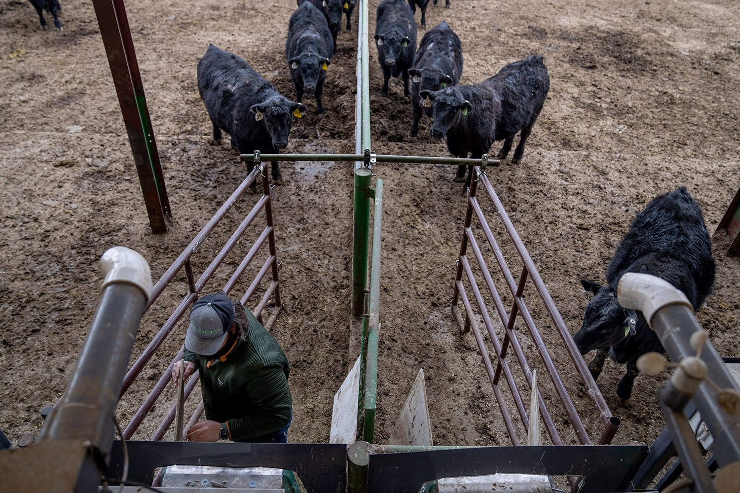  Cattle wait for Conner Cox, infield service technician with C-Lock, to finish servicing a GreedFeed machine so they can enter to receive treats of alfalfa pellets at Colorado State University’s research pens in Fort Collins, Colo., Wednesday, March 