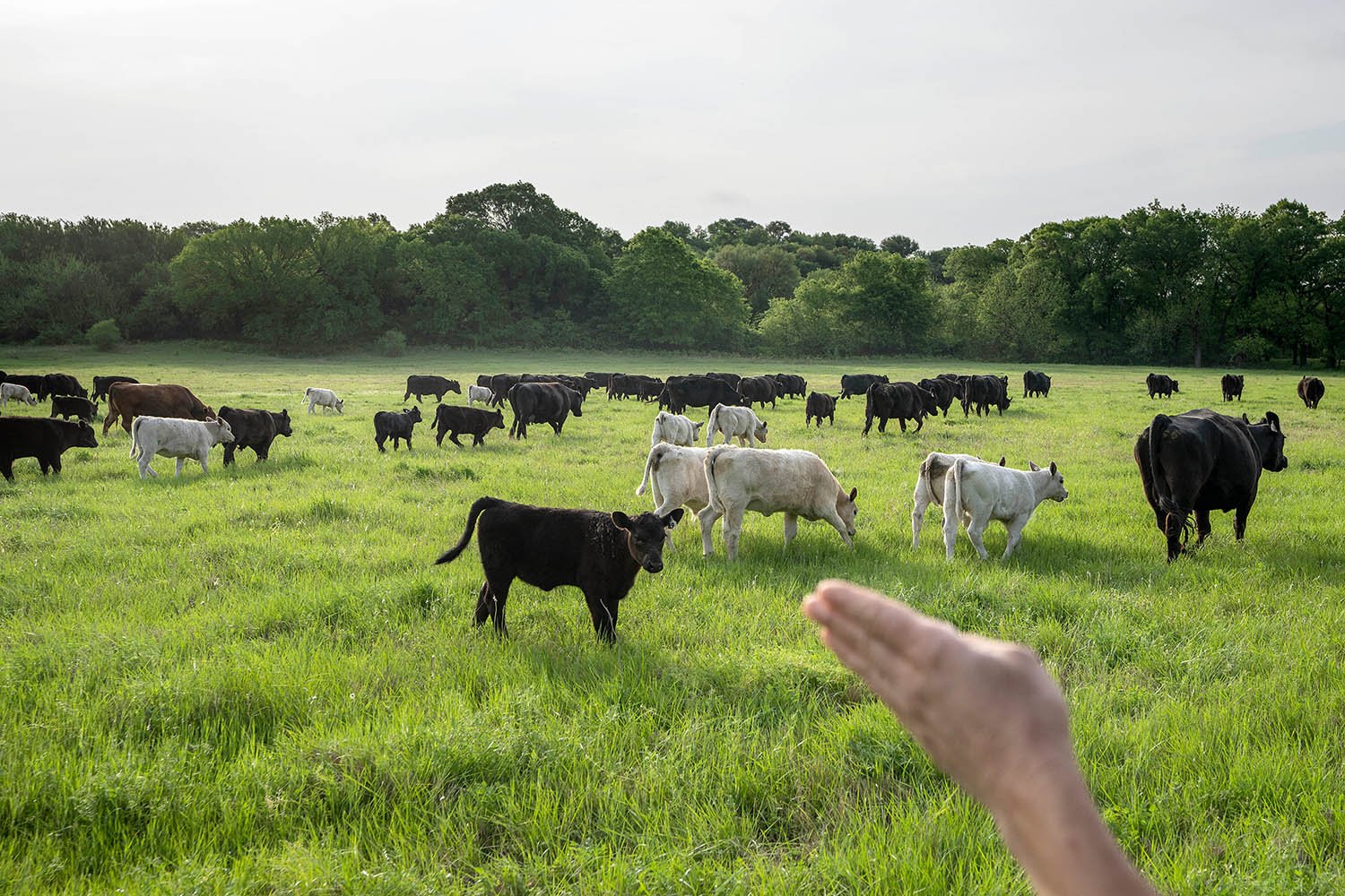  Meredith Ellis counts cattle at her ranch in Rosston, Texas, Thursday, April 20, 2023. The cattle part as Ellis edges her small four-wheeler through the herd, silently counting the cows and their calves. It’s the way she starts most days on her 3,00