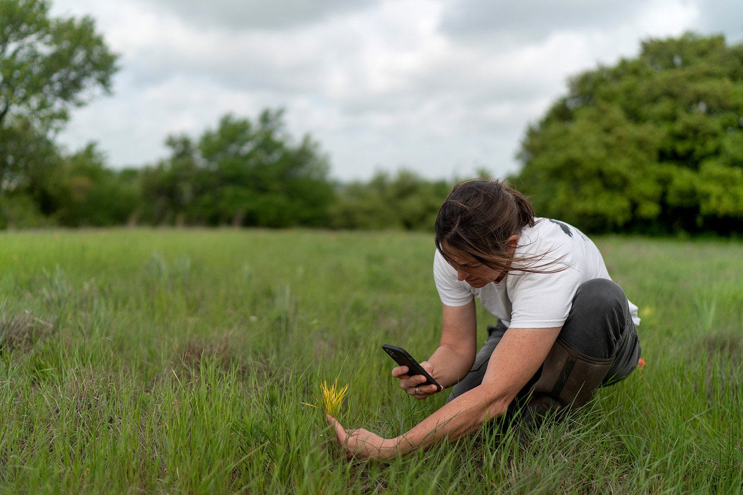  Meredith Ellis takes a photo of a new species of flower she’s noticing for the first time on at her ranch in Rosston, Texas, Wednesday, April 19, 2023. By building up resilient, hardy grass, Ellis wants not only to store more carbon but to lengthen 
