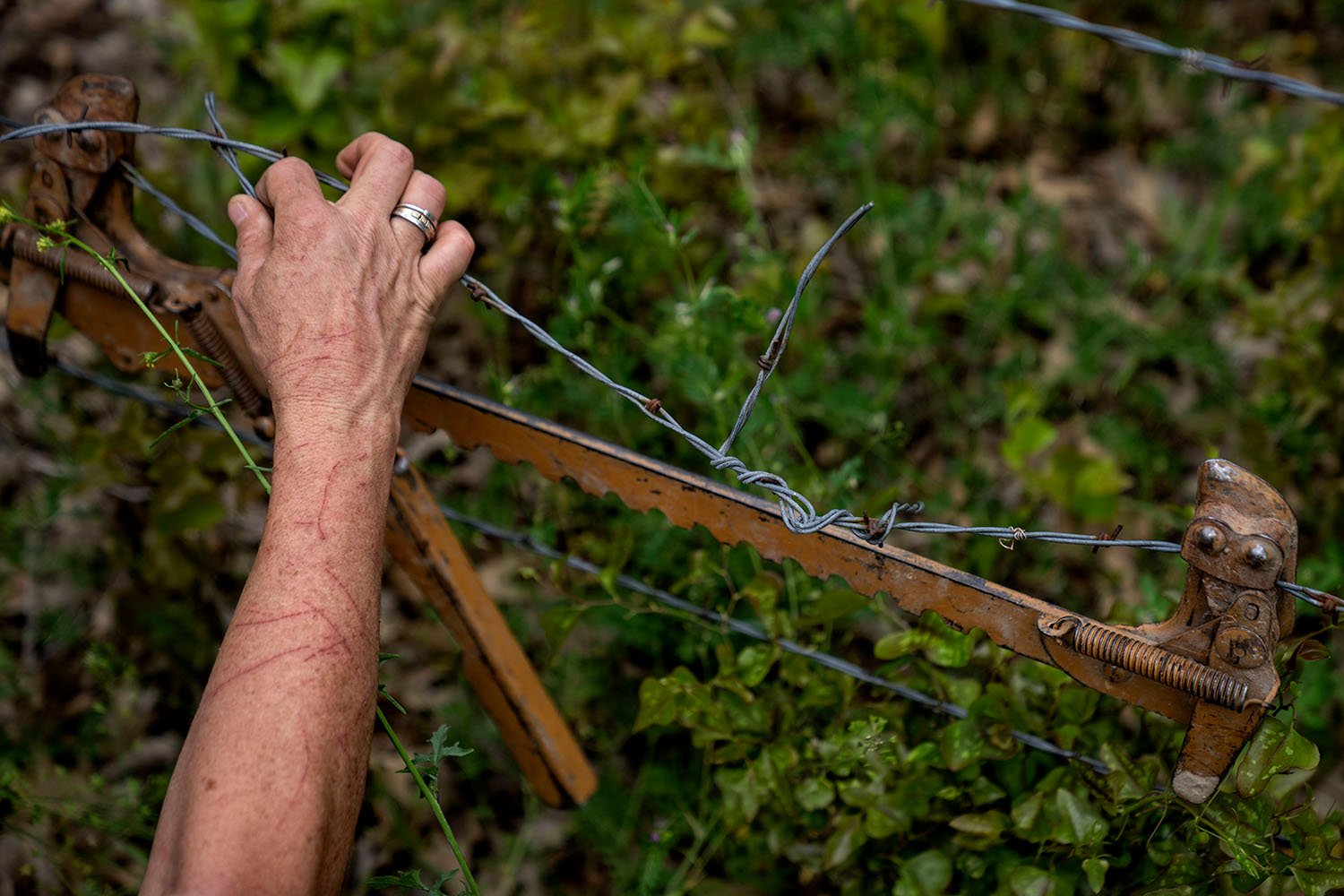  The forearm of Meredith Ellis is covered in scratch marks as she fixes a barbed wire fence on her ranch in Rosston, Texas, Wednesday, April 19, 2023. (AP Photo/David Goldman)  