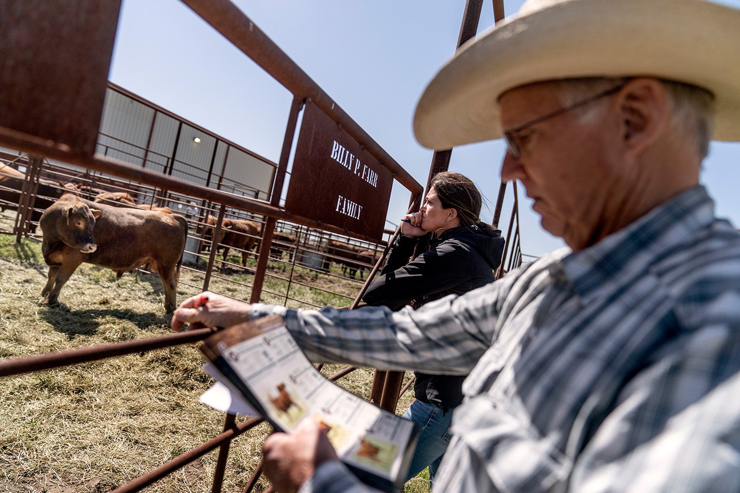  Rancher Meredith Ellis, left, and her father, GC, preview bulls for sale at a cattle auction in Gainesville, Texas, Friday, April 21, 2023. The beef industry is the third-largest economic generator in Texas, contributing roughly $12 billion annually