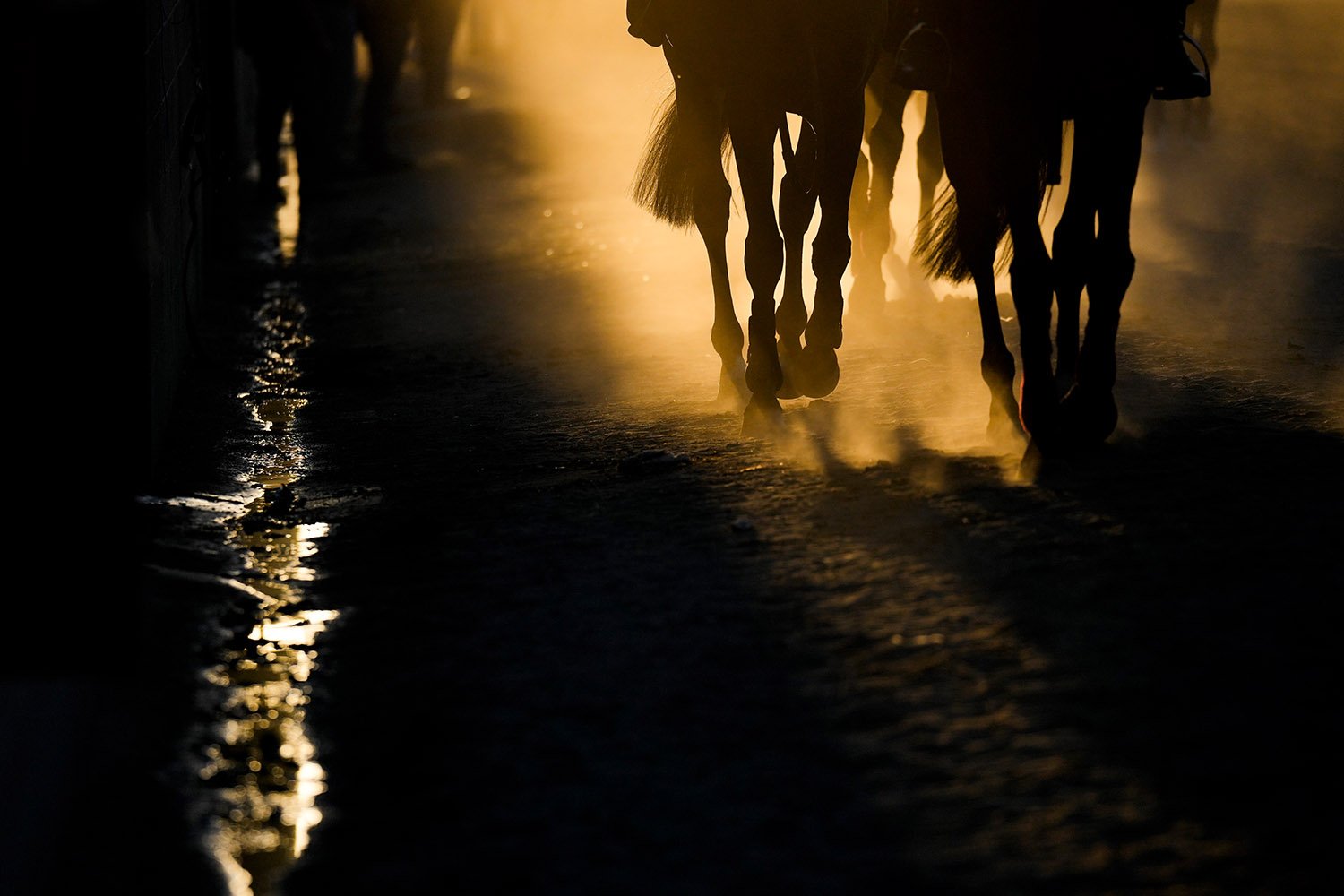  Horses walk around the stable area before a morning workout ahead of the Breeders' Cup horse races Thursday, Nov. 2, 2023, in Arcadia, Calif. (AP Photo/Ashley Landis) 