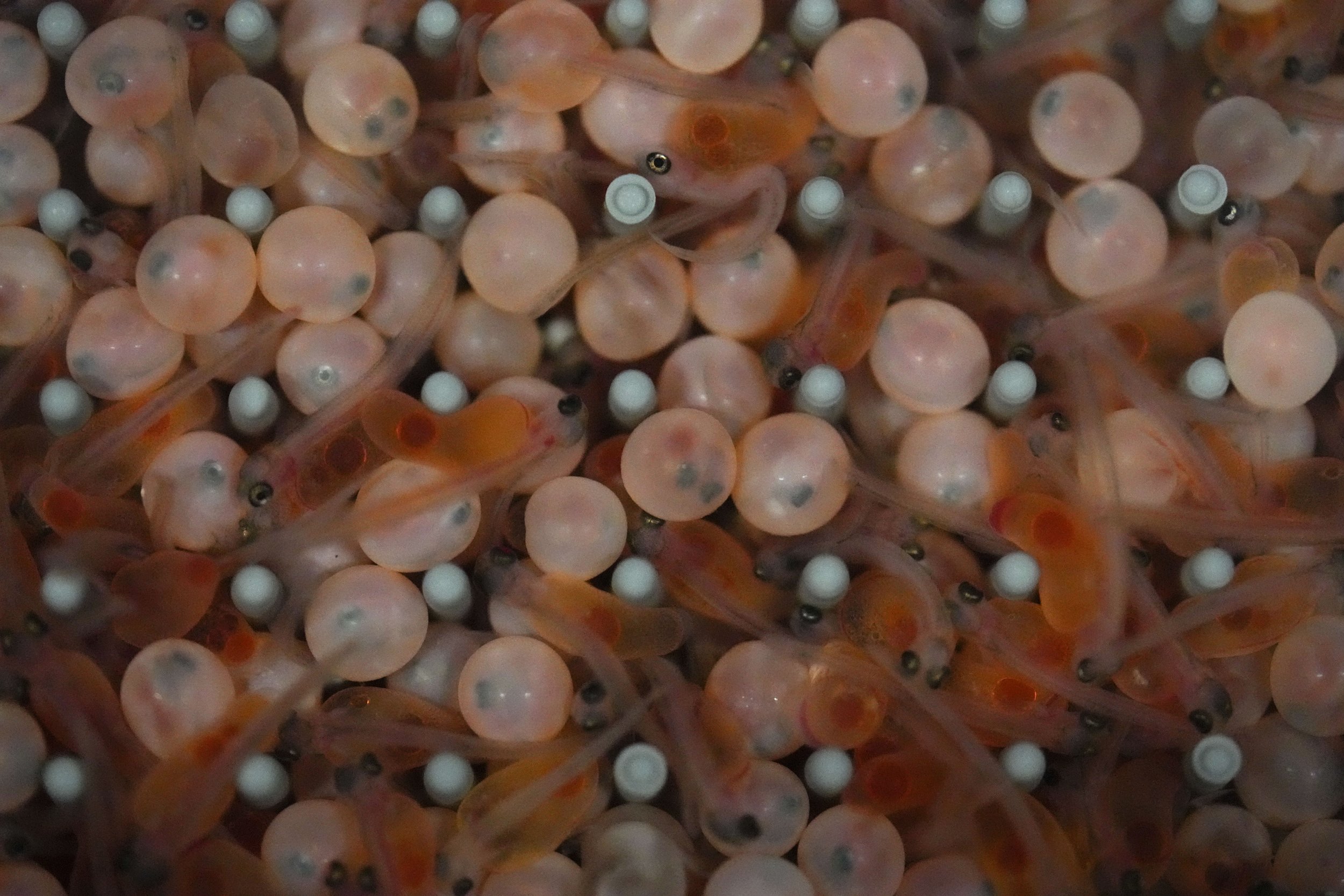  Hatched salmon with yolk sacs swim alongside unhatched eggs at the Atlantic Sapphire Bluehouse indoor salmon farm in Homestead, Fla., on June 28, 2023. The company's system relies on an uncommon feature of the groundwater near the warehouse's locati