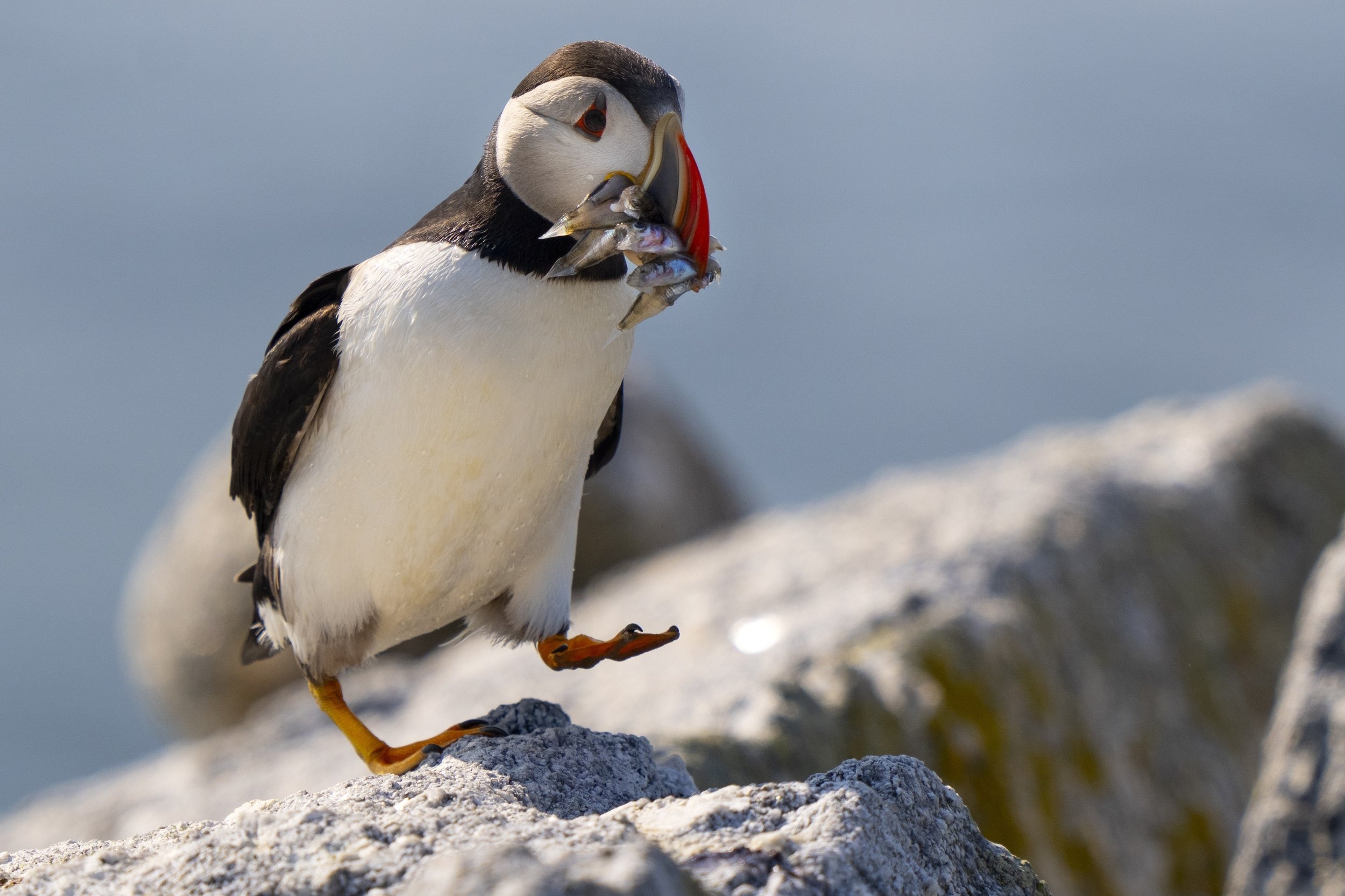  An Atlantic puffin brings a beak full of baitfish to feed its chick in a burrow under rocks on Eastern Egg Rock, a small island off the coast of Maine on Aug. 5, 2023. (AP Photo/Robert F. Bukaty) 