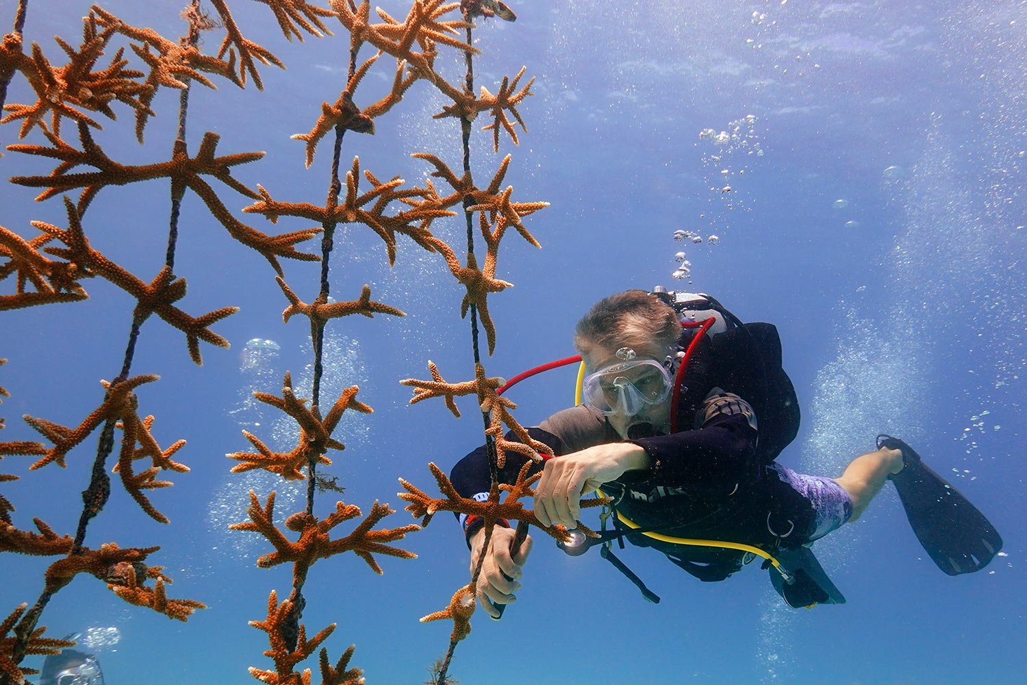  Volunteer Daniel Hyduke of Miami Beach, Fla., clips a fragment of coral to be transplanted from the coral nursery to the reef near Key Biscayne, Fla., on Aug. 4, 2023. Scientists from the University of Miami Rosenstiel School of Marine, Atmospheric,